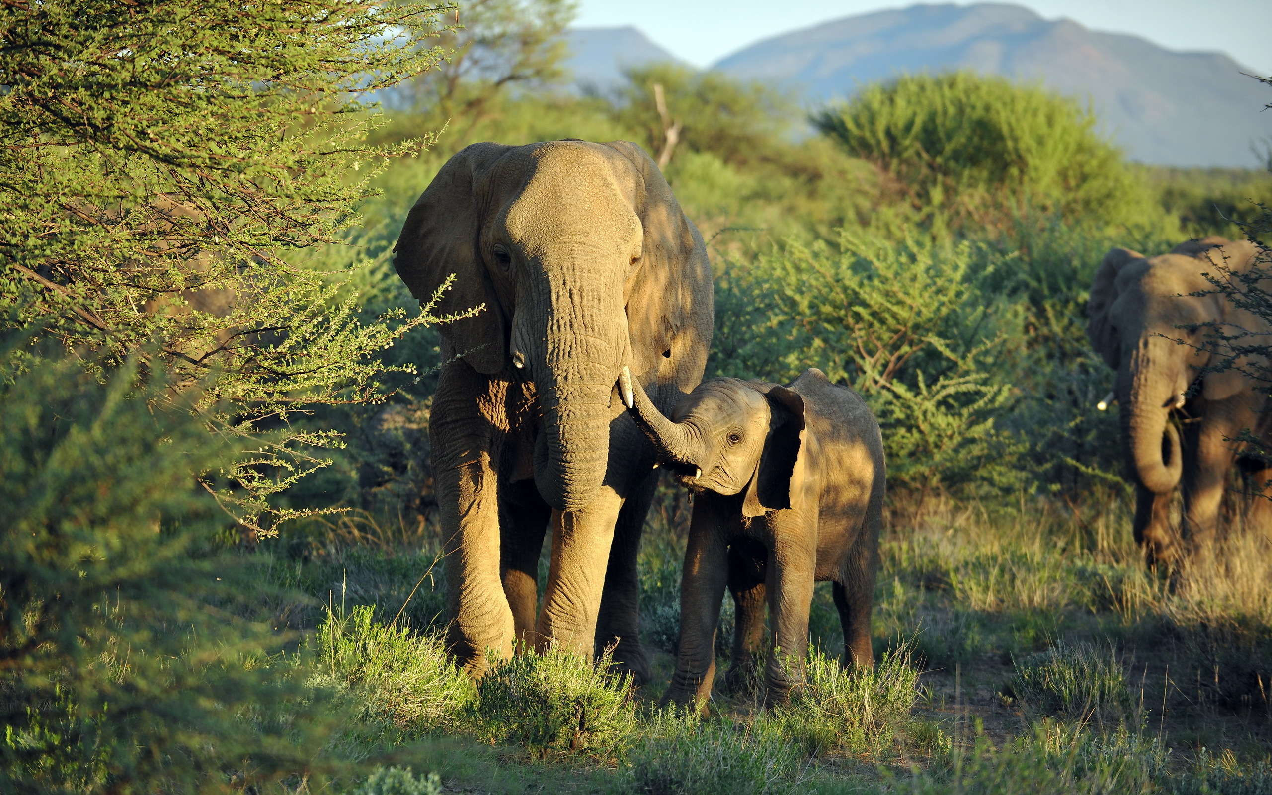 Handy-Wallpaper Afrikanischer Elefant, Elefanten, Tiere kostenlos herunterladen.