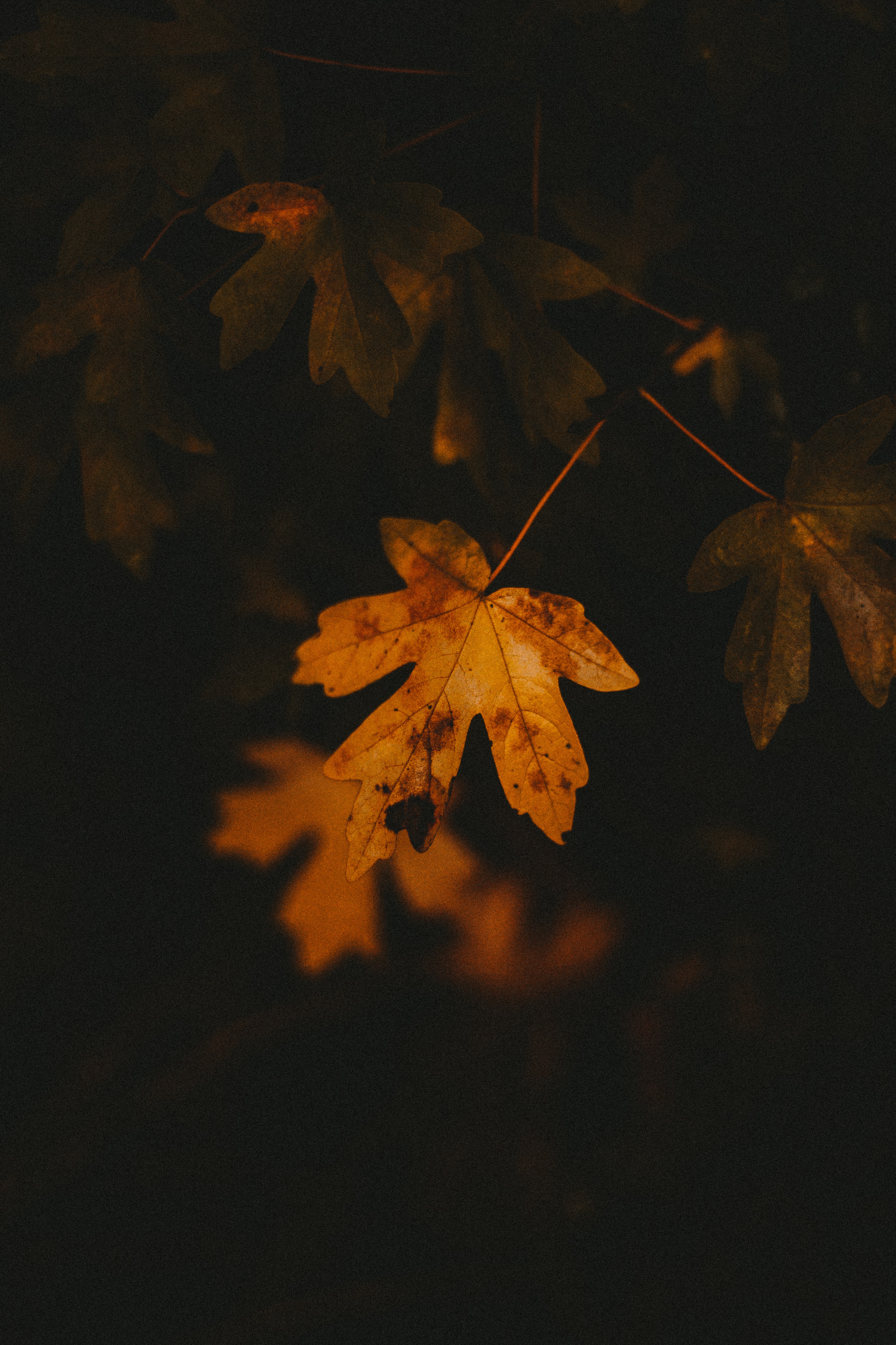 nature, veins, autumn, macro, sheet, leaf