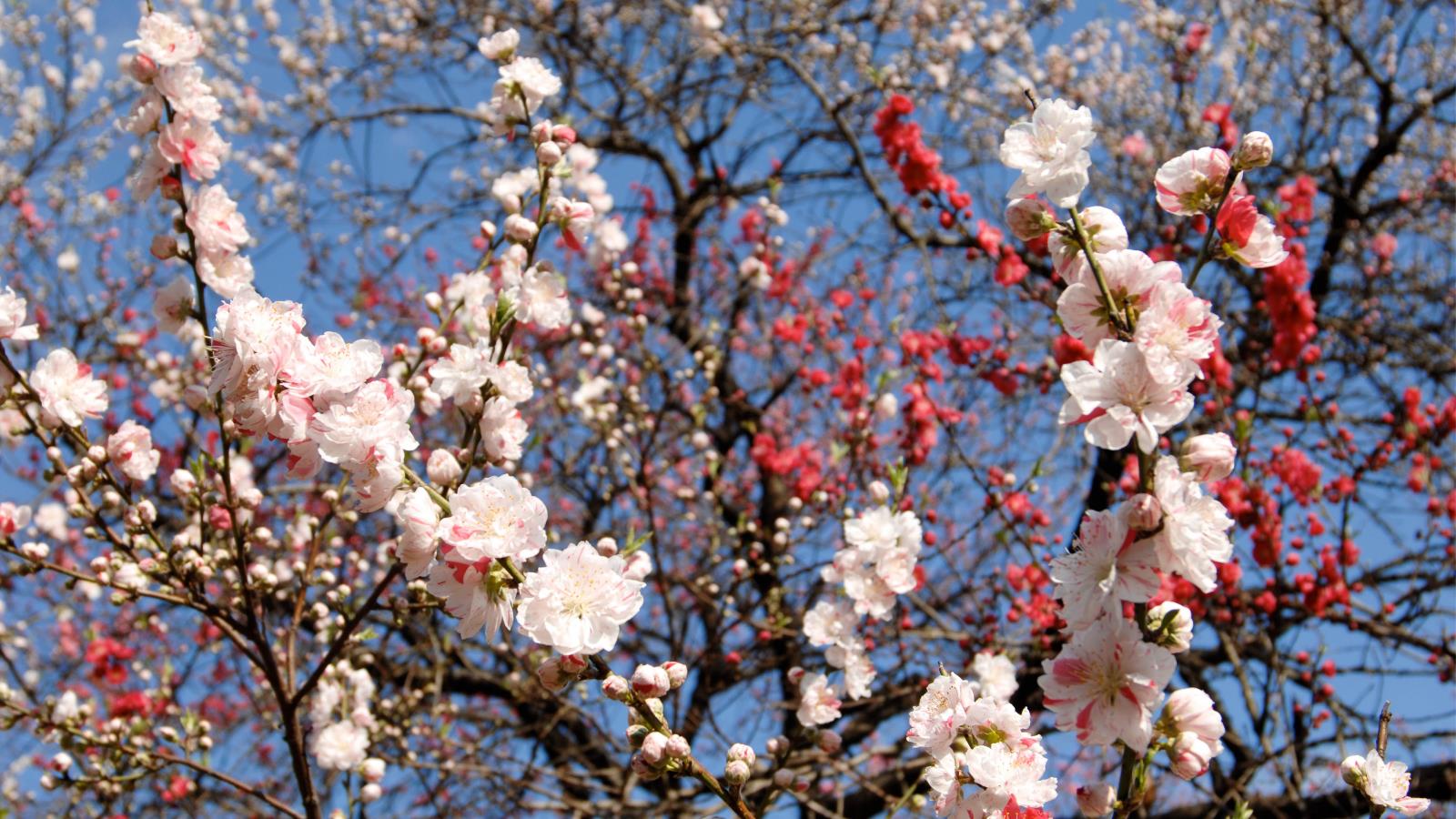 Free download wallpaper Flowers, Earth, Blossom on your PC desktop