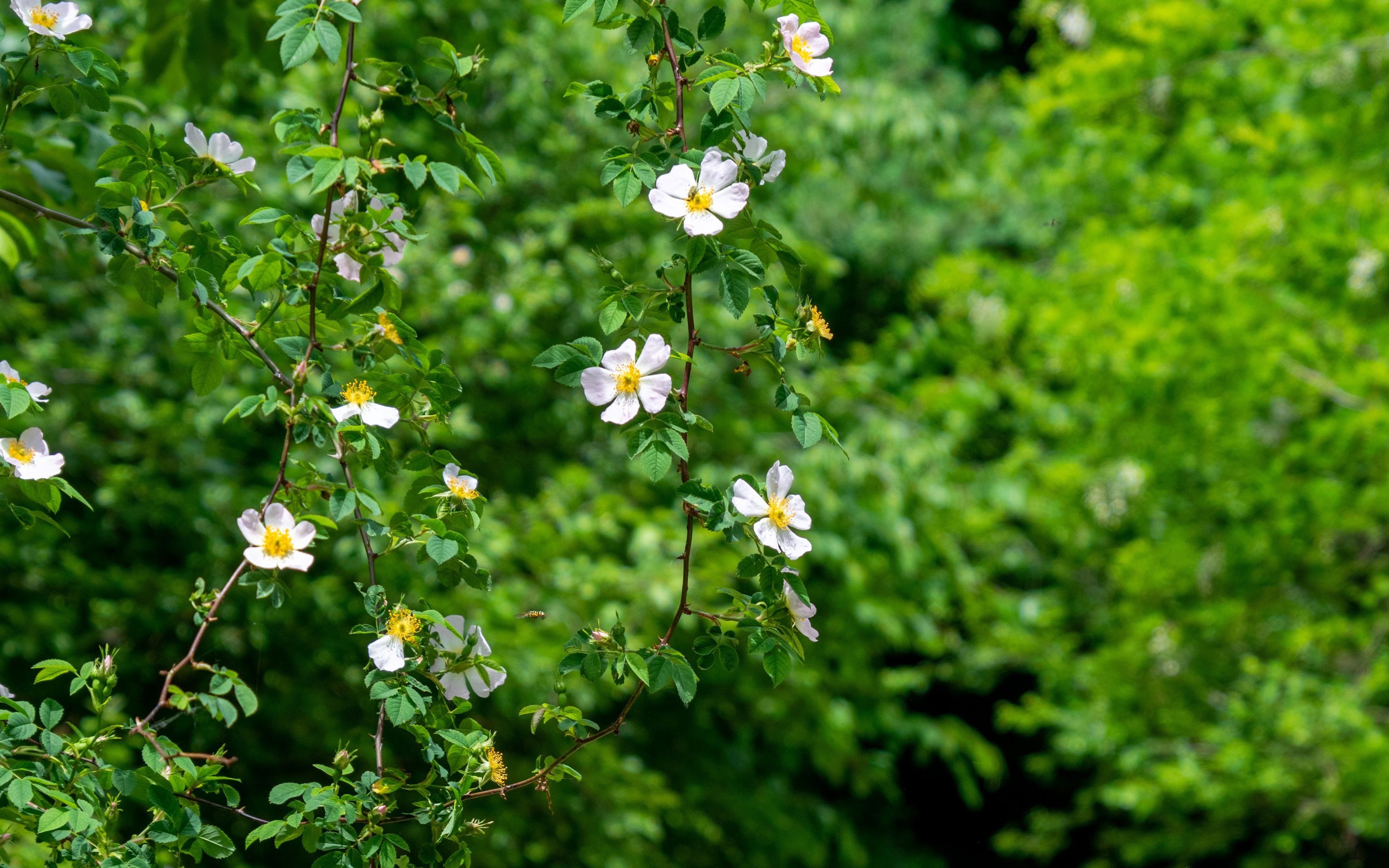 Download mobile wallpaper Flowers, Earth, Blossom for free.