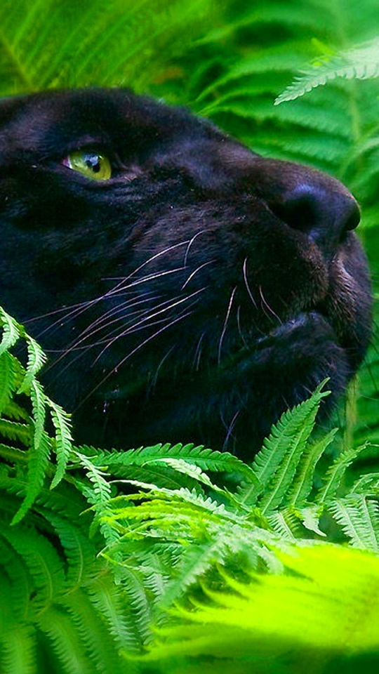 Скачать картинку Животные, Кошки, Черная Пантера в телефон бесплатно.