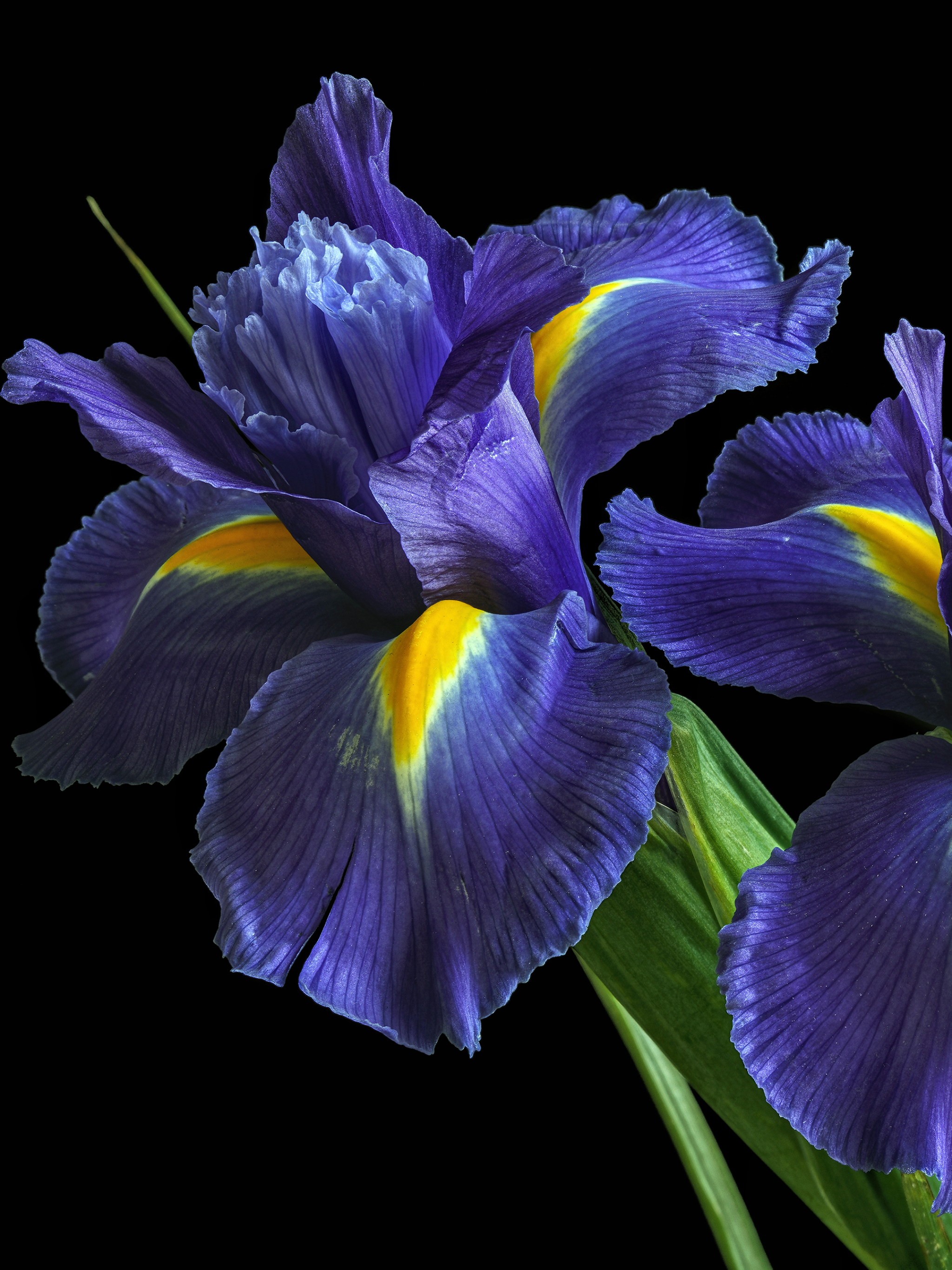 Baixe gratuitamente a imagem Flores, Íris, Flor, Terra/natureza na área de trabalho do seu PC