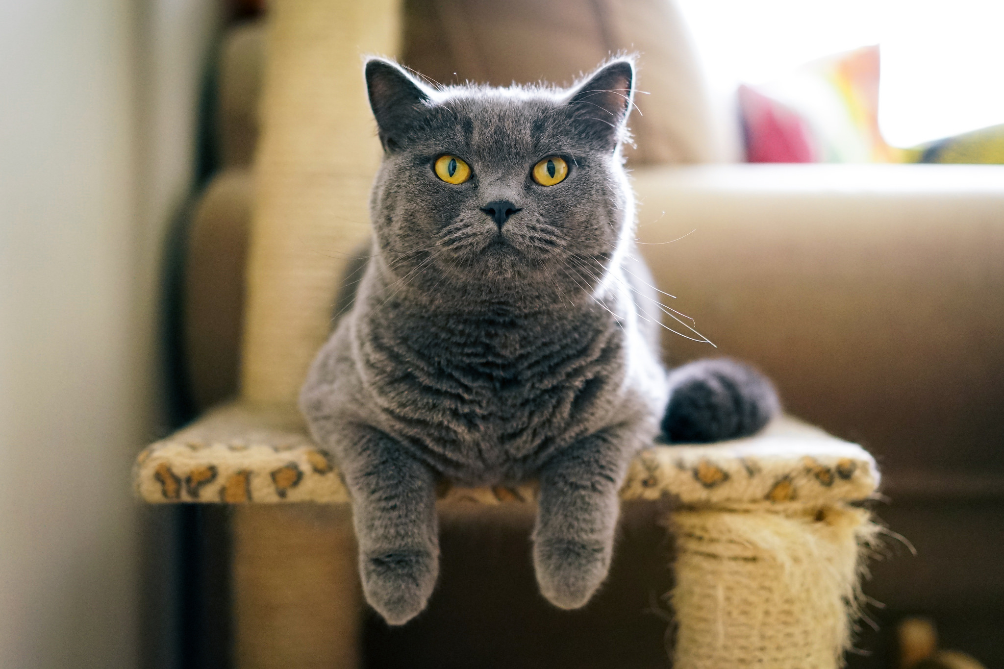 Download mobile wallpaper Cats, Cat, Animal, Eye, Stare for free.