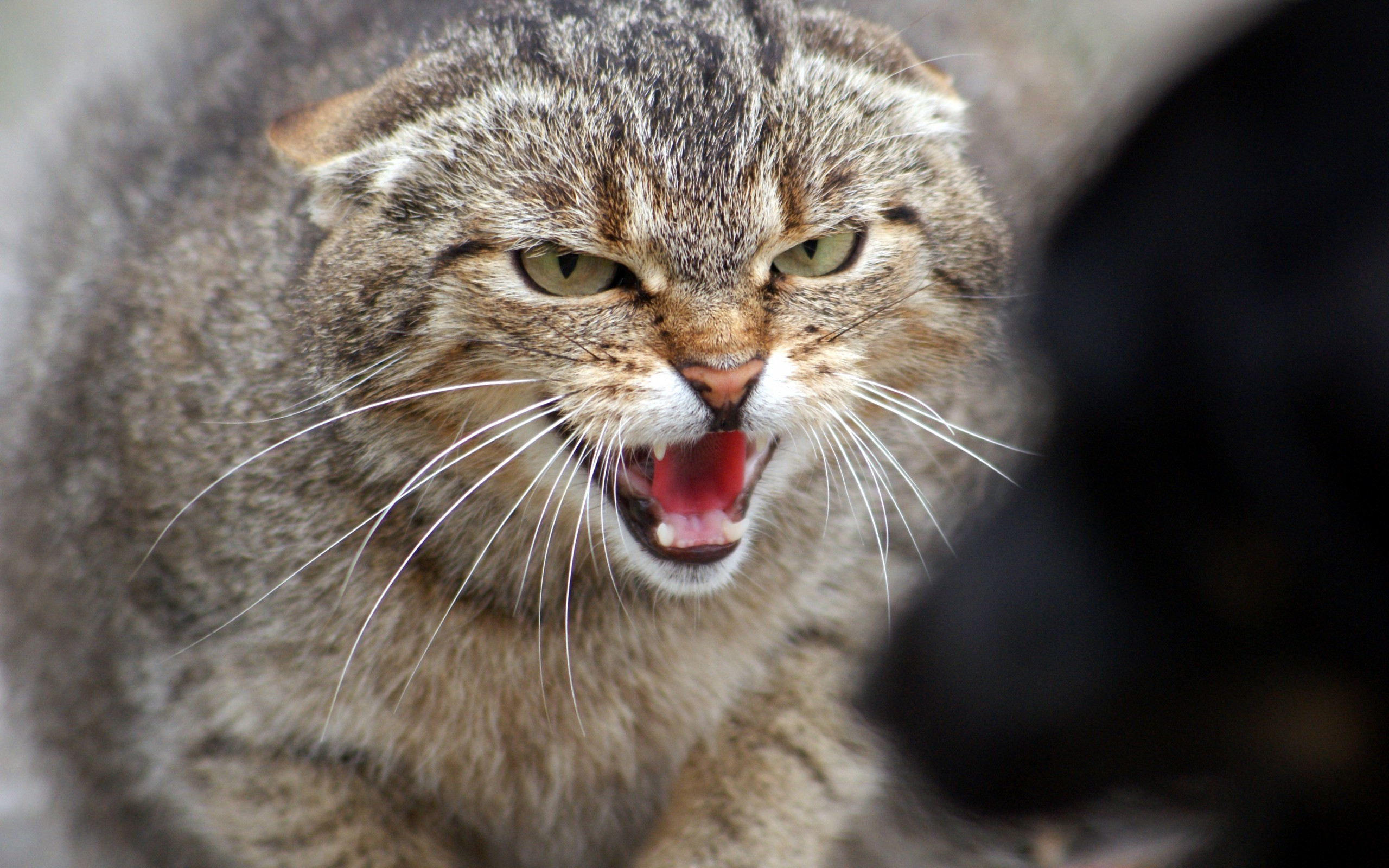 Baixe gratuitamente a imagem Animais, Gatos, Gato na área de trabalho do seu PC