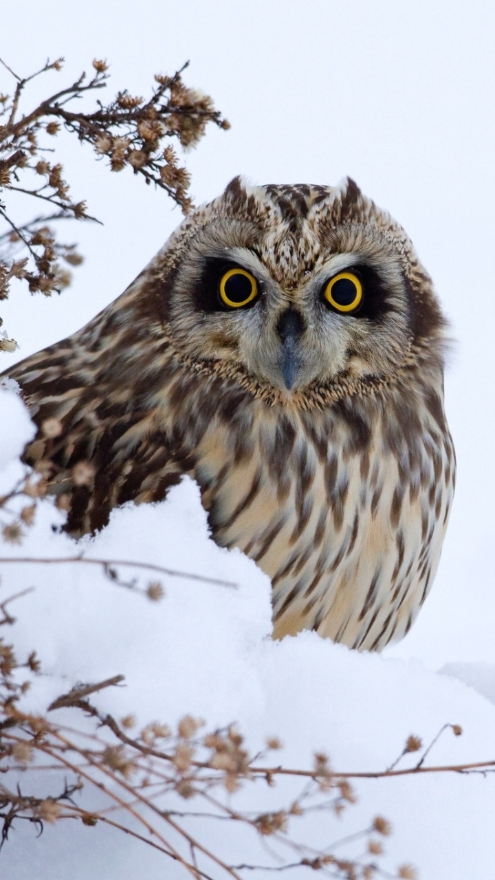 Download mobile wallpaper Birds, Owl, Animal for free.