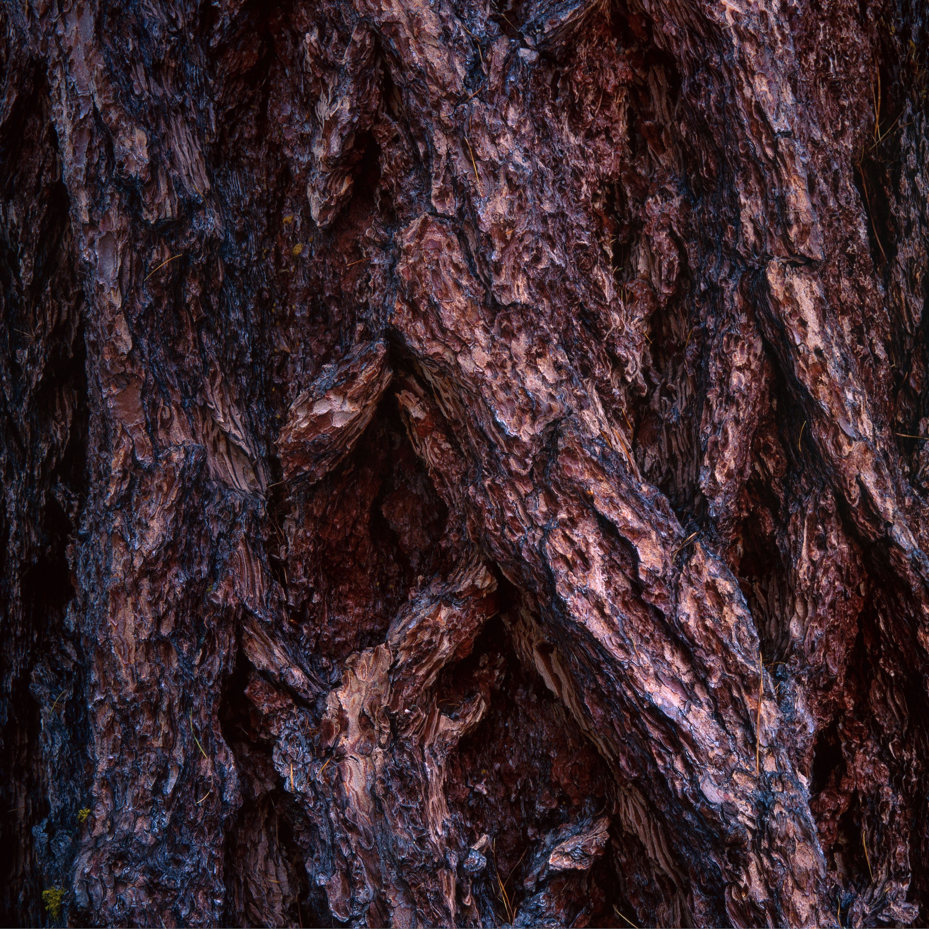 Free download wallpaper Bark, Wood, Tree, Texture, Textures, Surface on your PC desktop