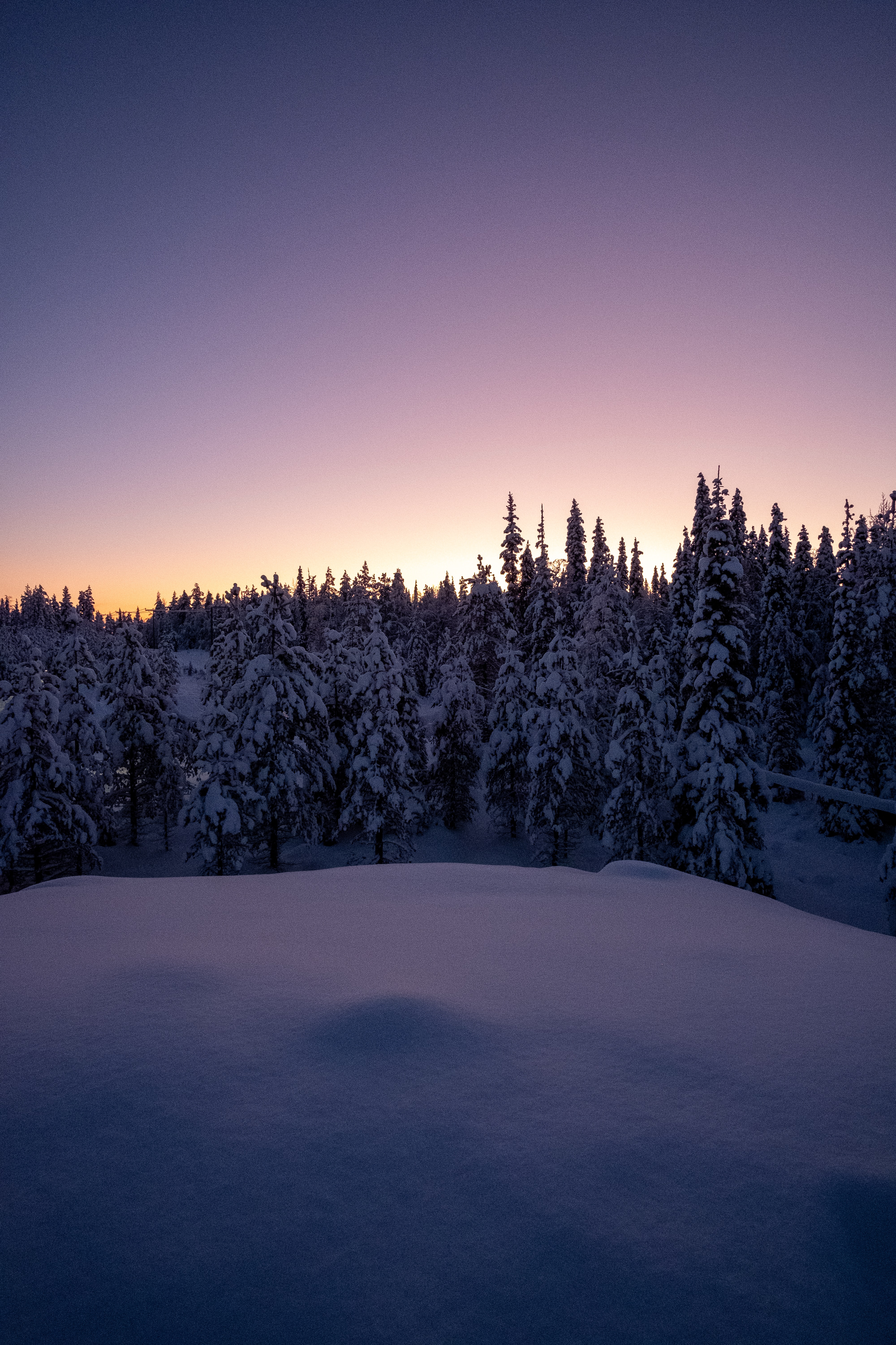 fir trees, winter, nature, trees, twilight, snow, forest, dusk 1080p