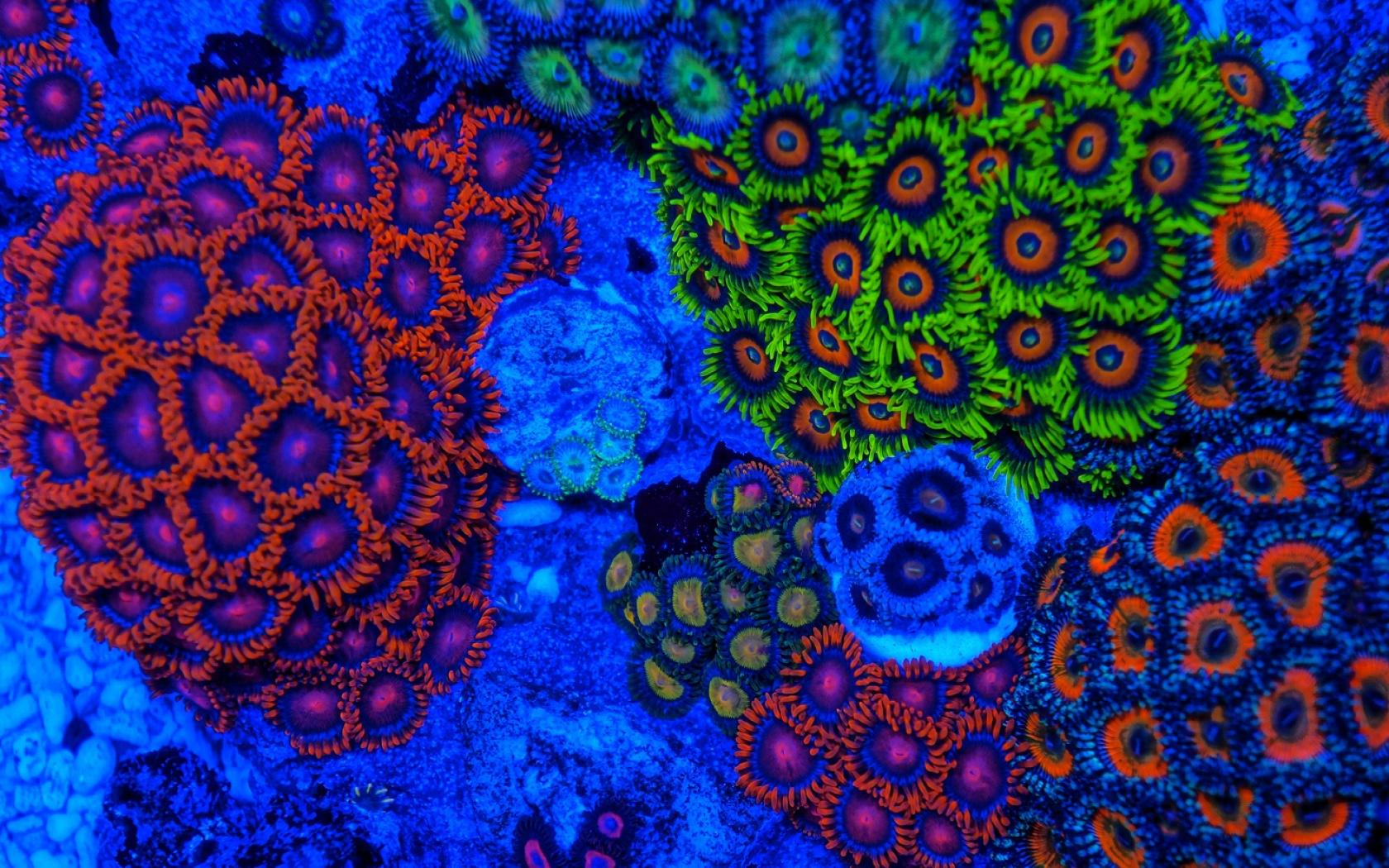 748978 Hintergrundbild herunterladen tiere, koralle, nahansicht, bunt, farben, korallenriff, erde - Bildschirmschoner und Bilder kostenlos