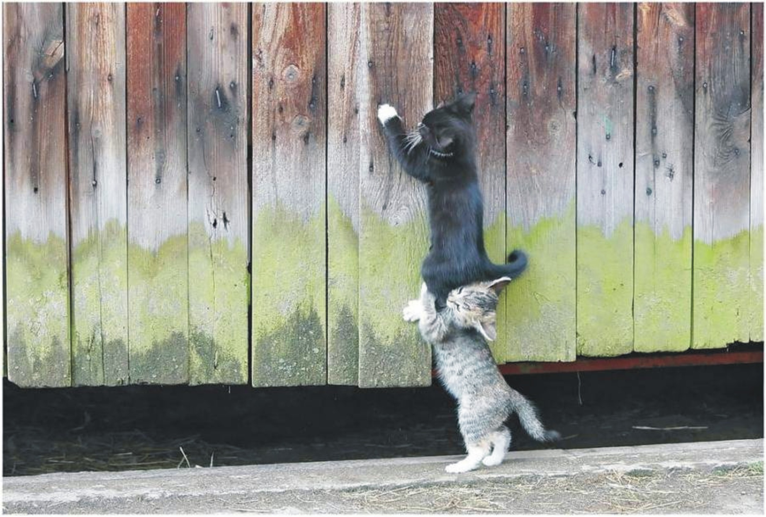 Handy-Wallpaper Tiere, Katze kostenlos herunterladen.