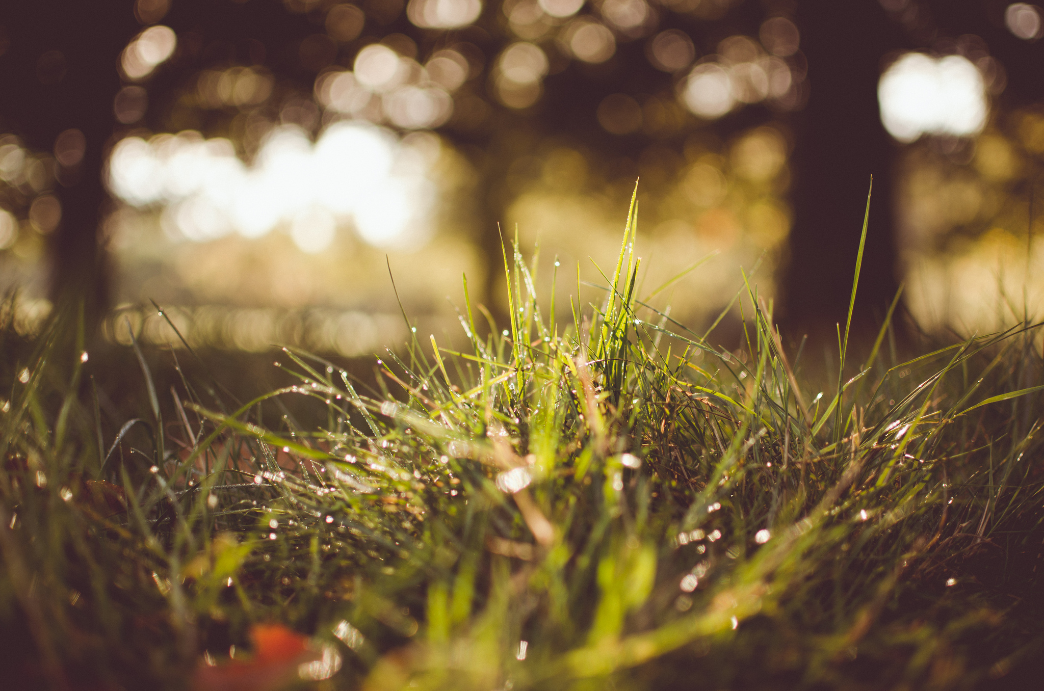 Download mobile wallpaper Nature, Grass, Earth, Bokeh, Sunny for free.