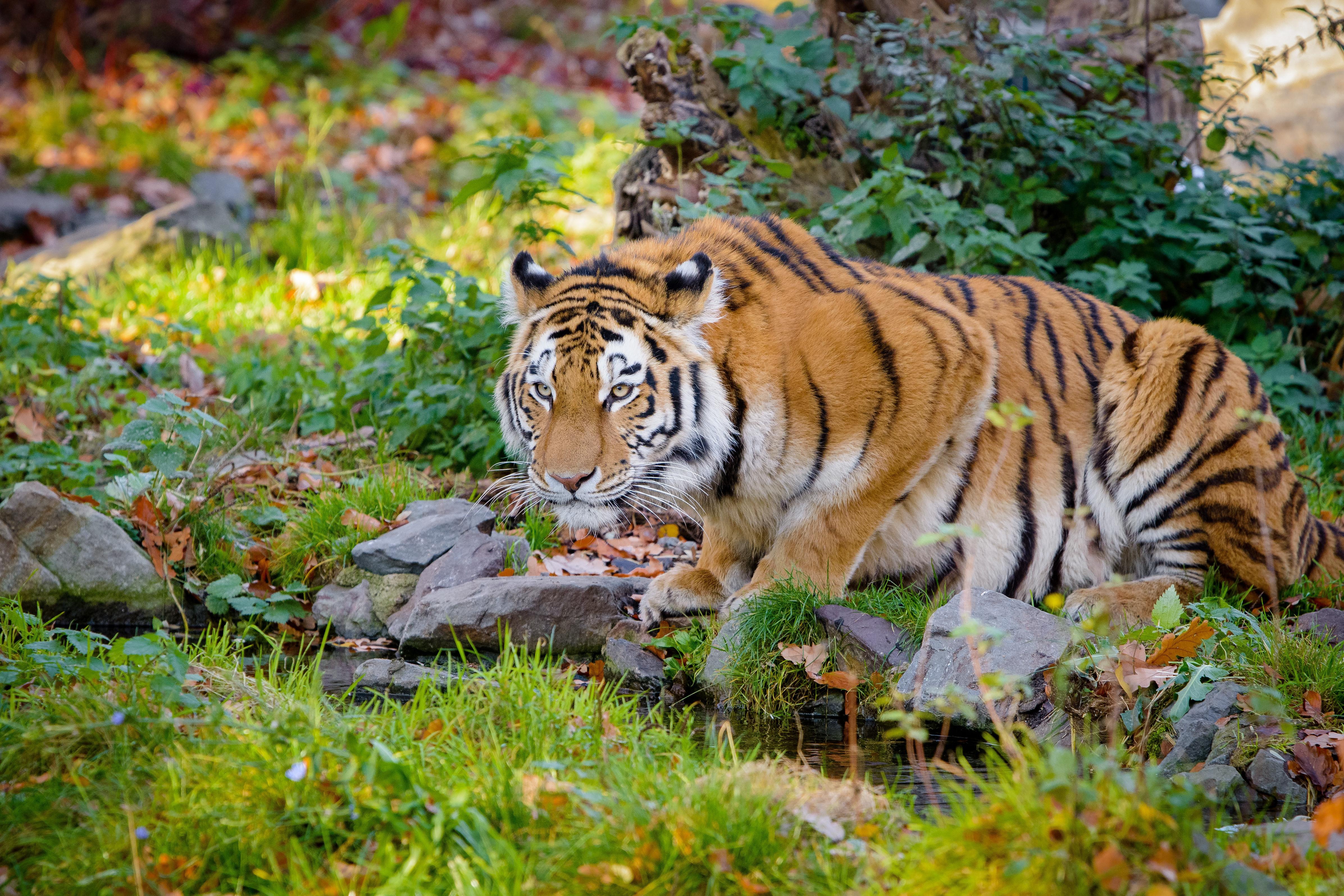 Handy-Wallpaper Tiere, Katzen, Tiger kostenlos herunterladen.