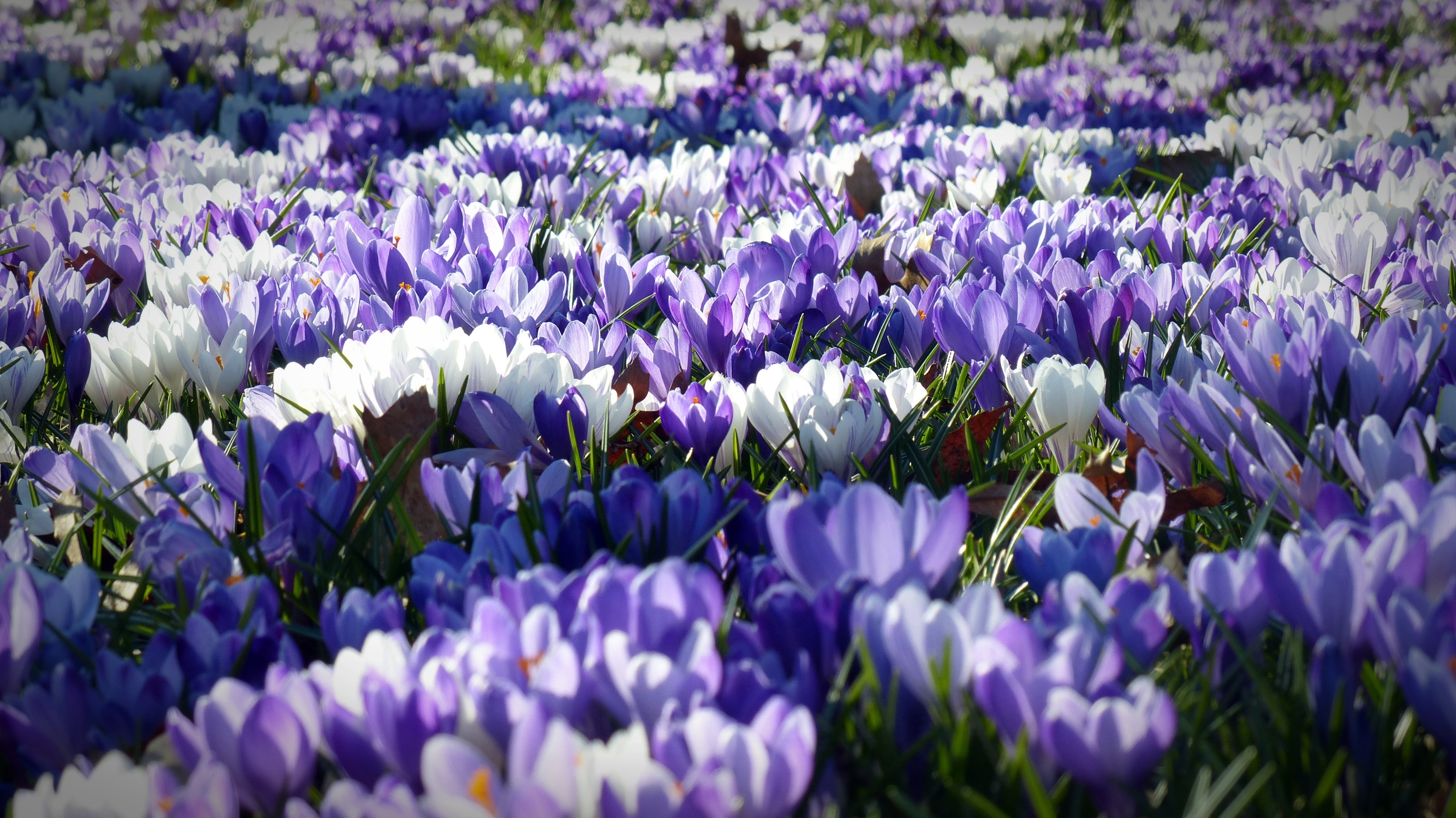 Free download wallpaper Crocus, Flowers, Field, Garden on your PC desktop