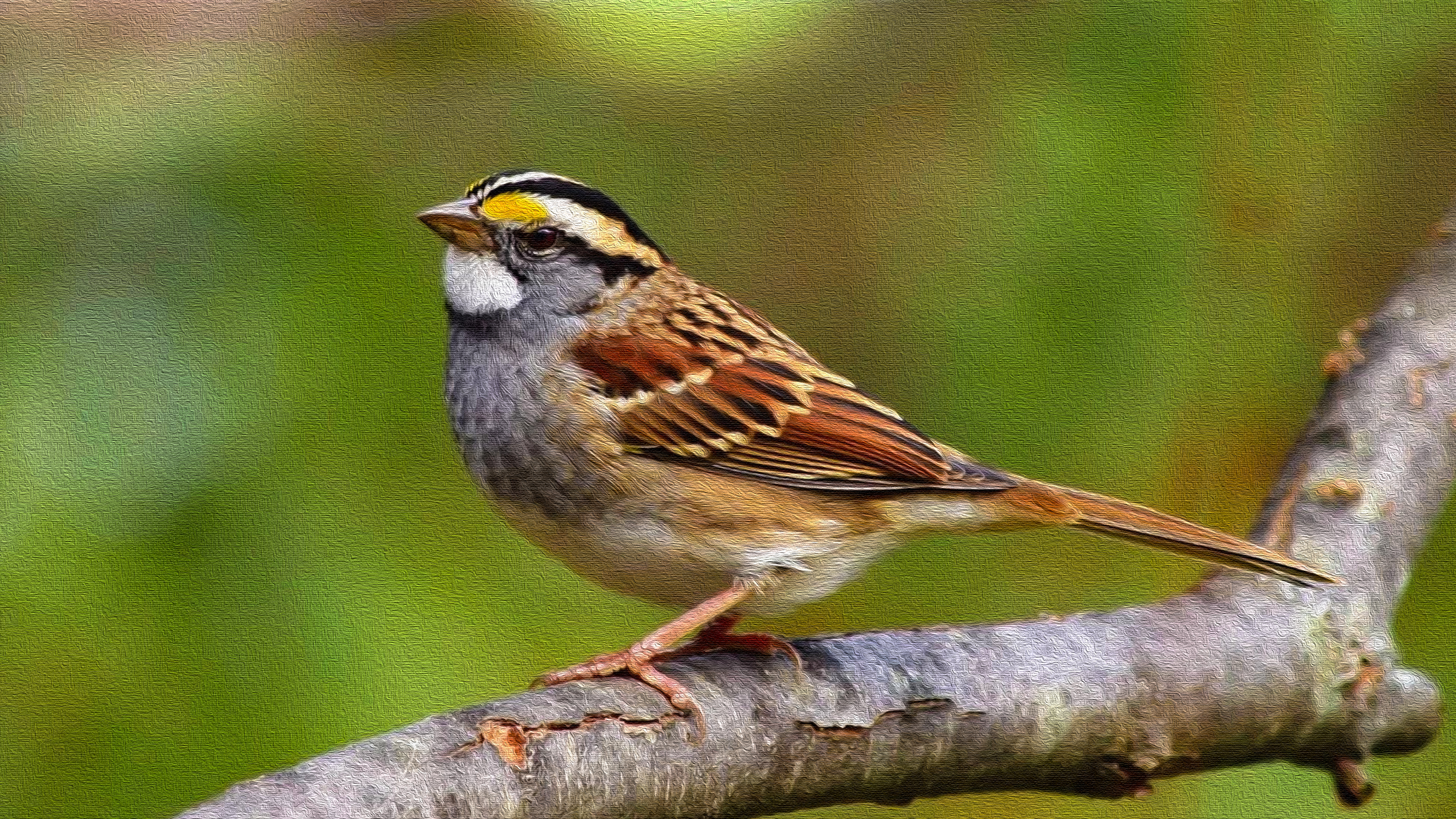 Download mobile wallpaper Birds, Bird, Sparrow, Animal, Passerine for free.