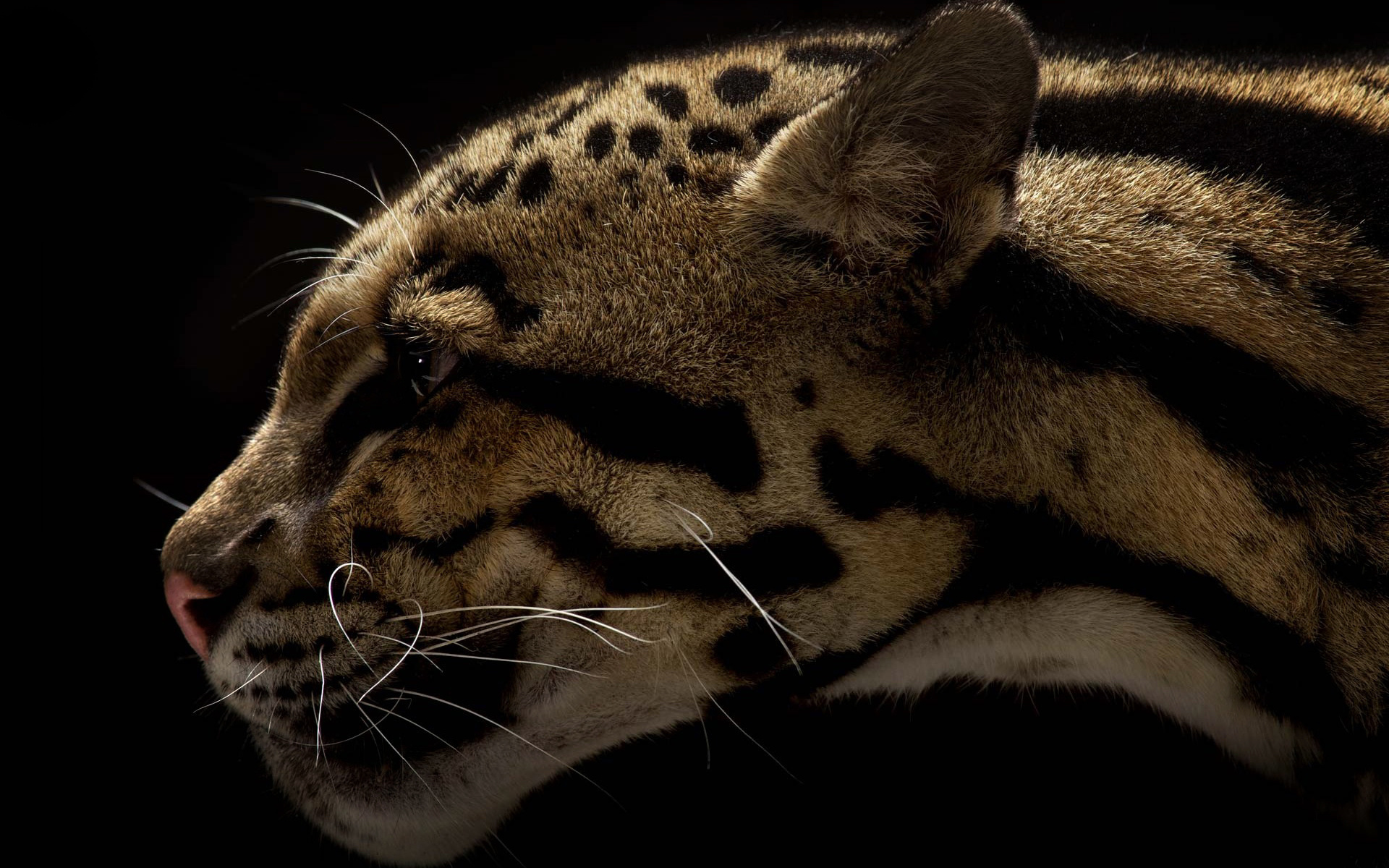 302077 baixar imagens animais, leopardo nebuloso, gatos - papéis de parede e protetores de tela gratuitamente