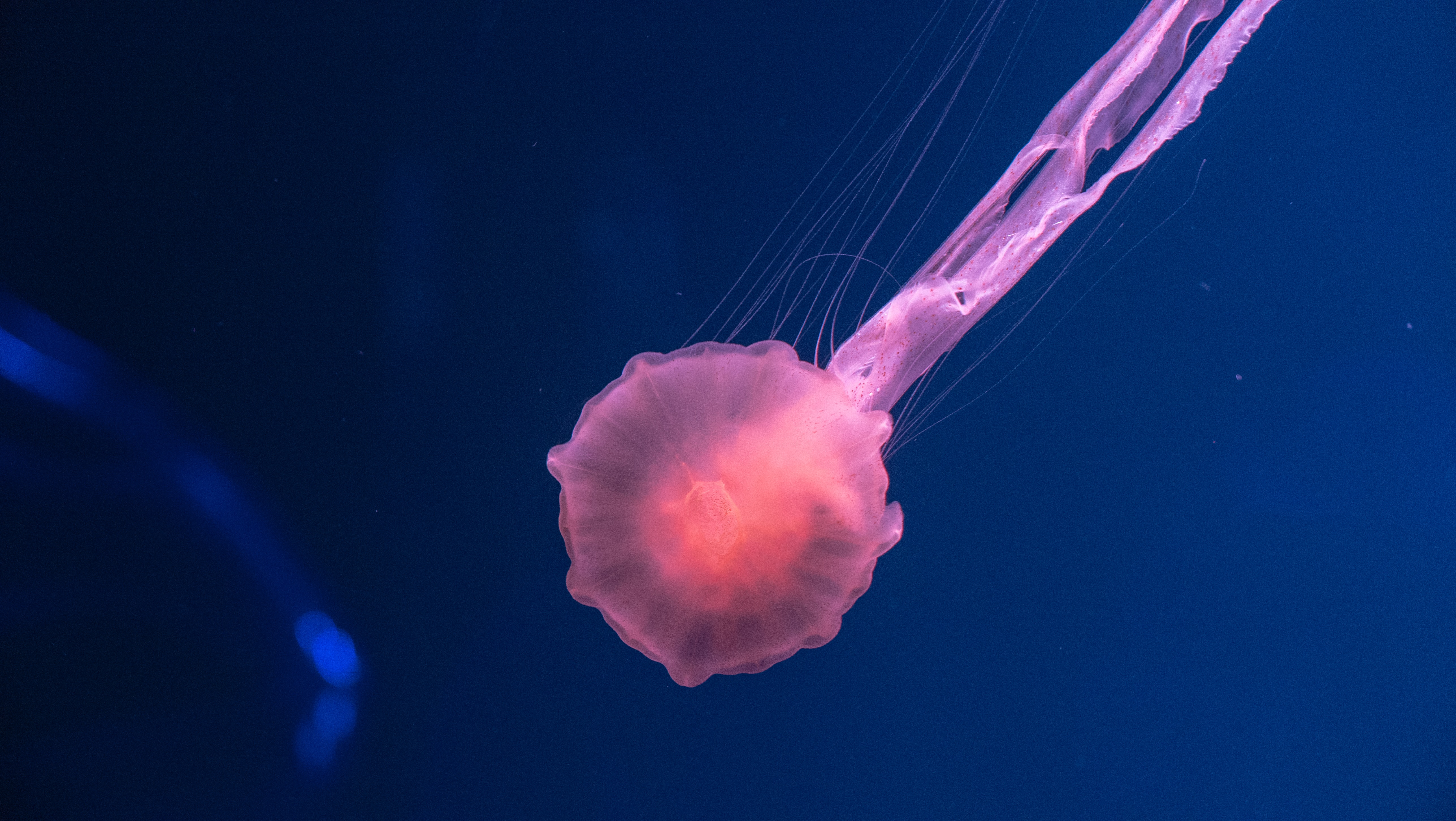 74524 скачать обои розовый, медуза, животные, море, прозрачный, подводный мир - заставки и картинки бесплатно