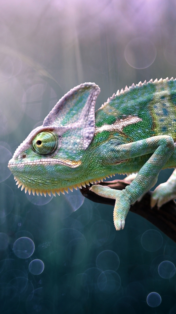 Handy-Wallpaper Tiere, Eidechse, Reptil, Reptilien, Camelion kostenlos herunterladen.