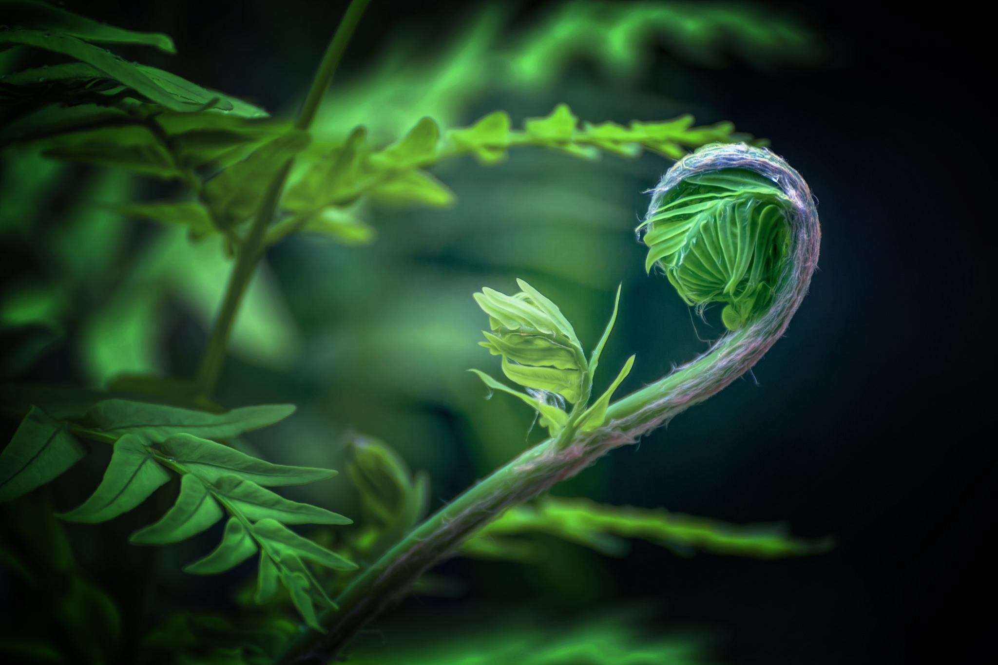 Free download wallpaper Nature, Fern, Close Up, Earth on your PC desktop