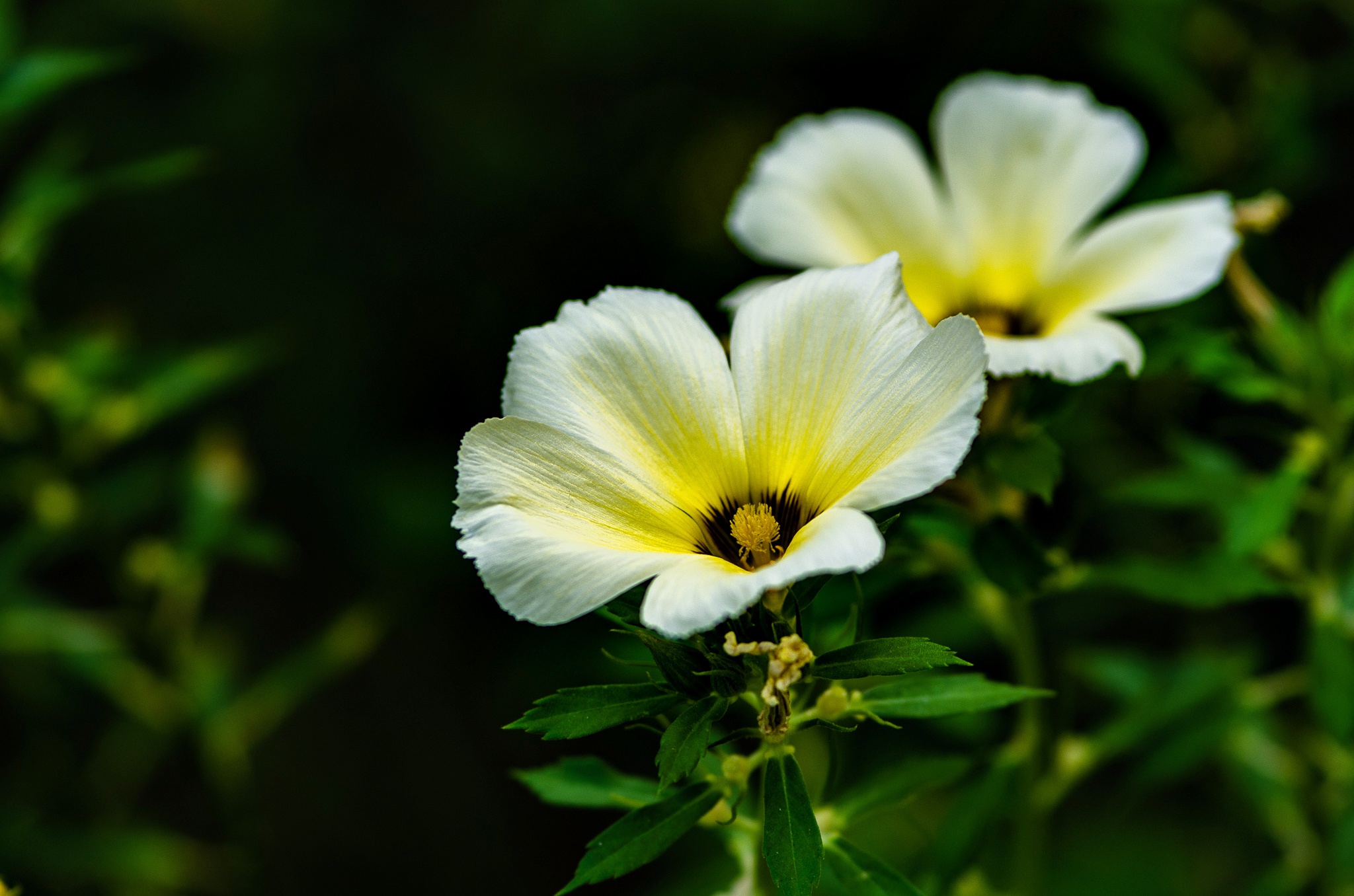 Descarga gratis la imagen Flores, Flor, Flor Blanca, Tierra/naturaleza en el escritorio de tu PC