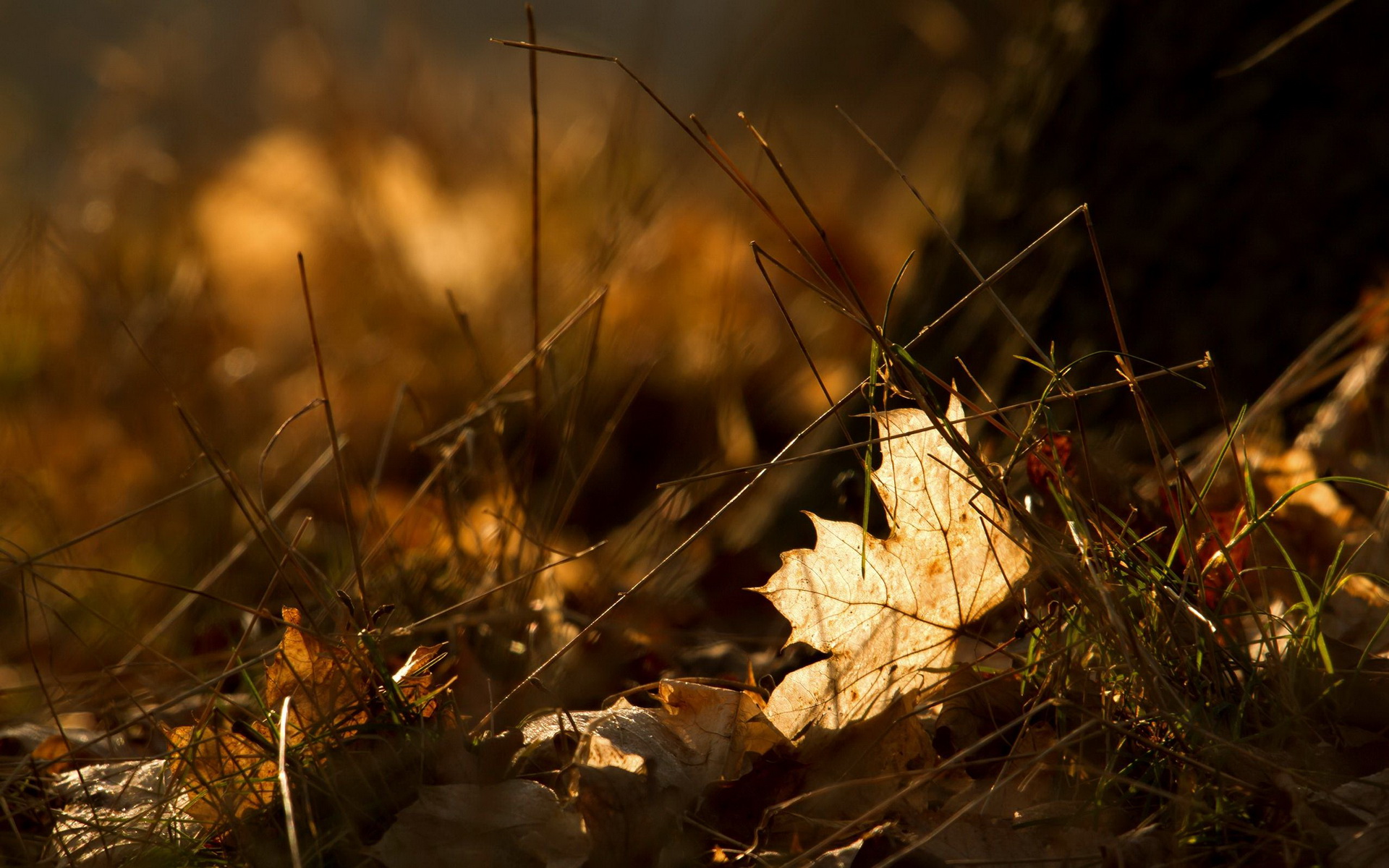 Handy-Wallpaper Blatt, Erde/natur kostenlos herunterladen.