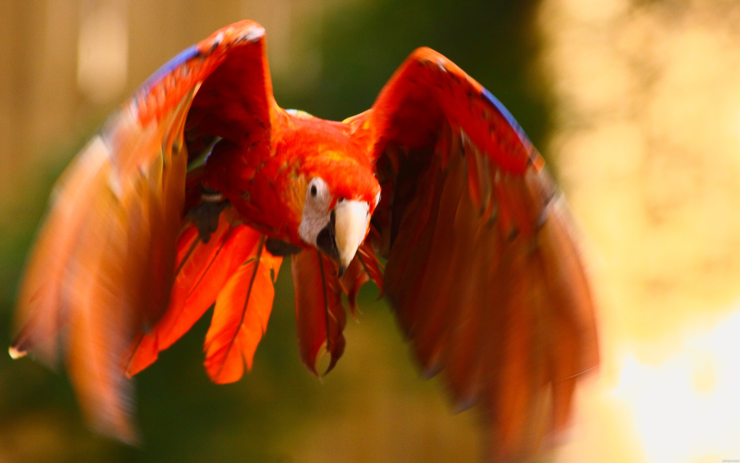 animal, scarlet macaw, macaw, birds