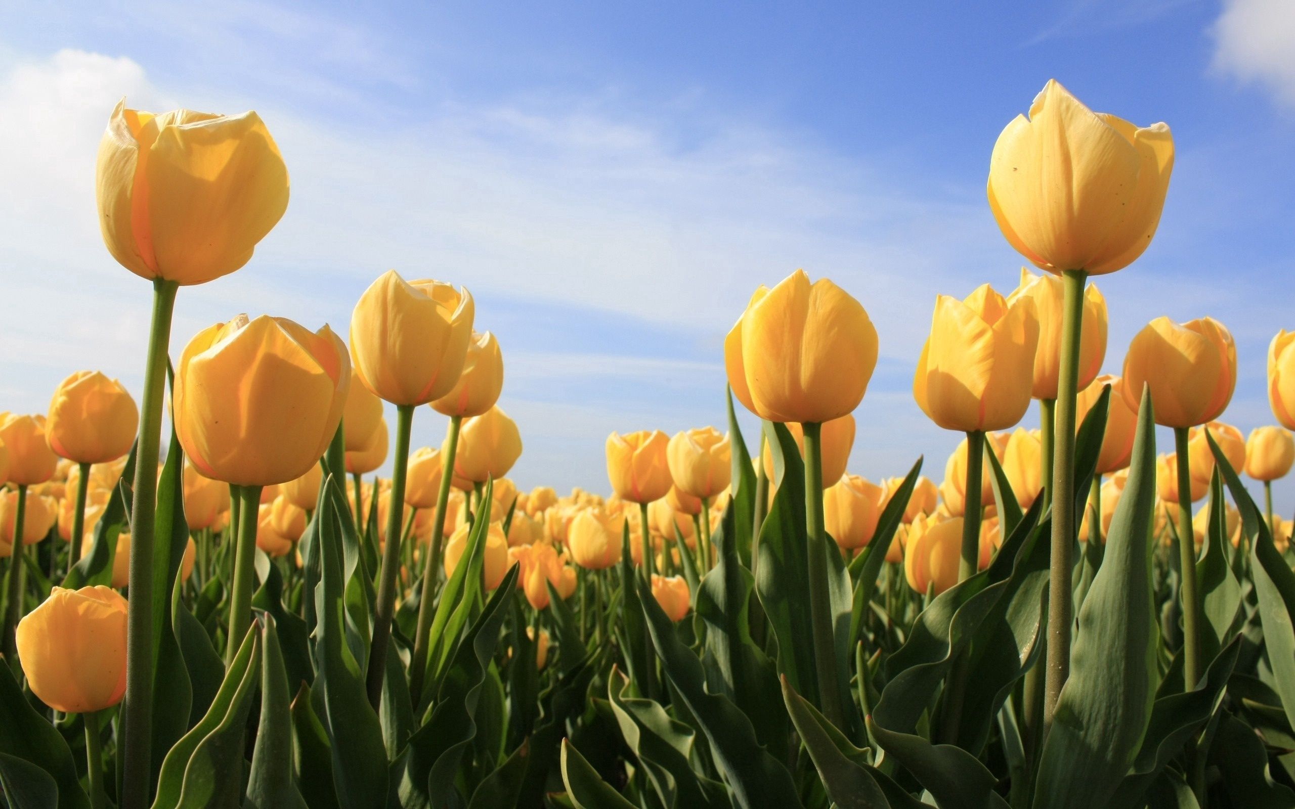 Free download wallpaper Flowers, Sky, Tulips, Sunny on your PC desktop