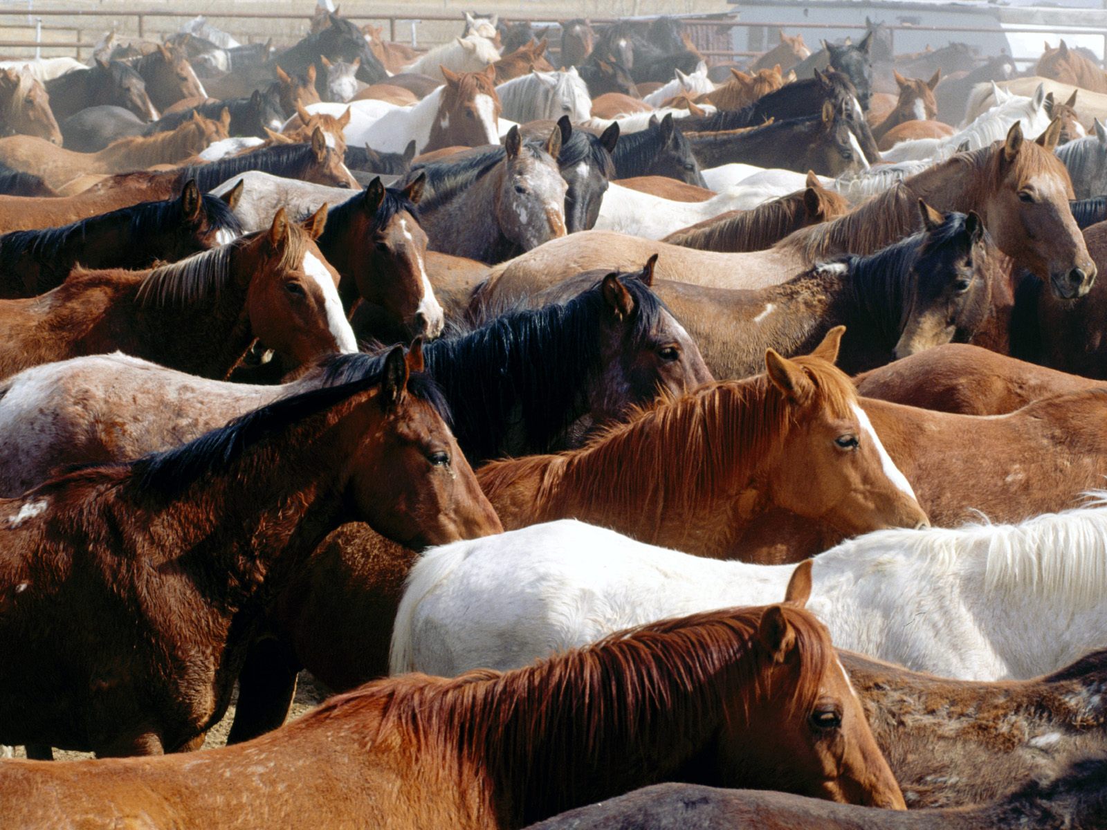 Handy-Wallpaper Tiere, Hauspferd kostenlos herunterladen.