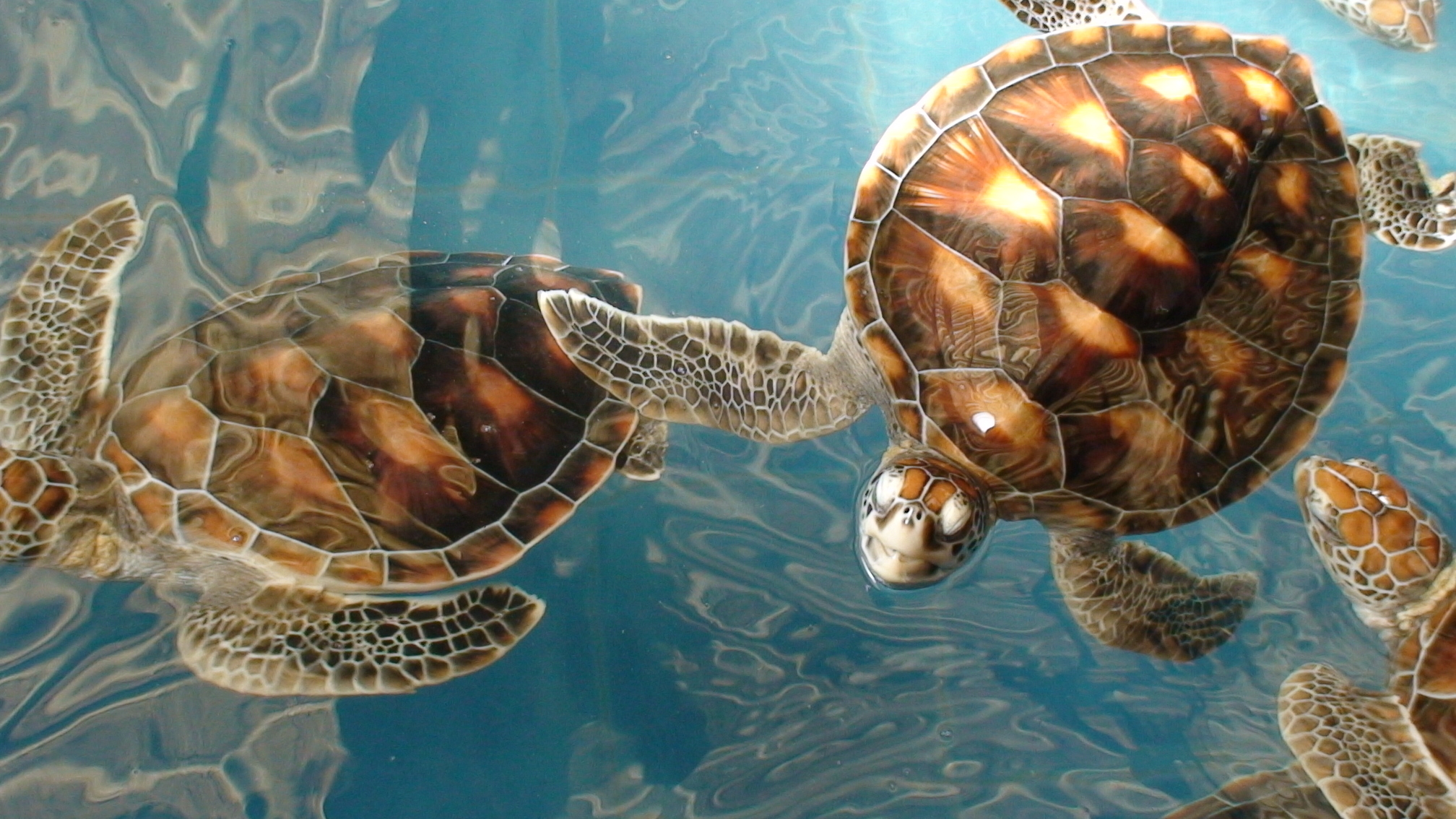 61985 Bild herunterladen unterwasserwelt, tiere, turtles, sea, viel - Hintergrundbilder und Bildschirmschoner kostenlos