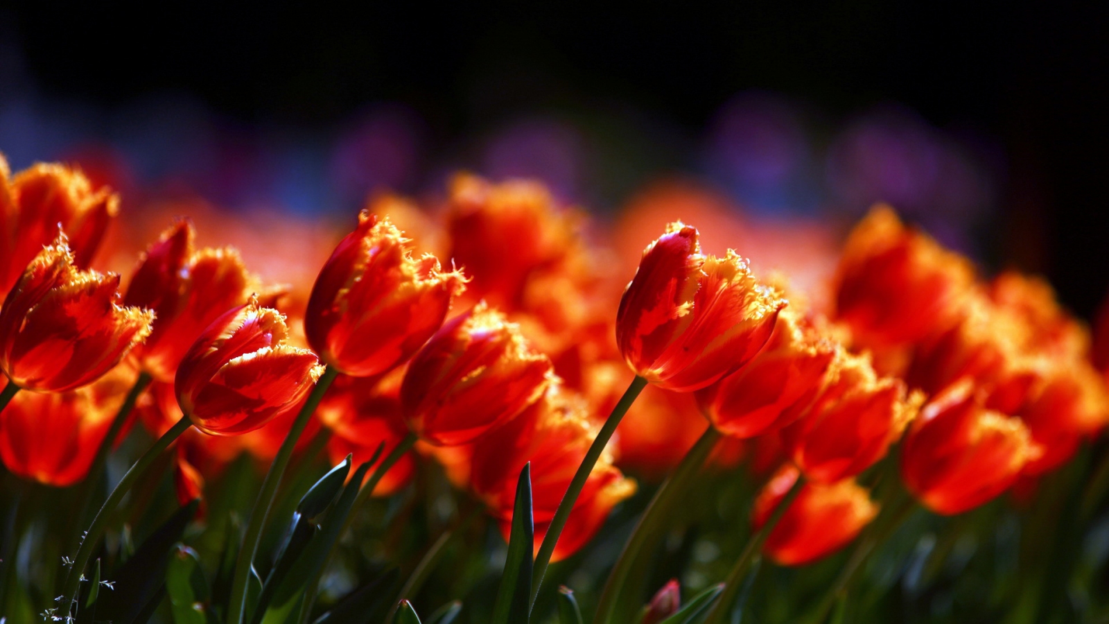 Free download wallpaper Flower, Earth, Tulip on your PC desktop