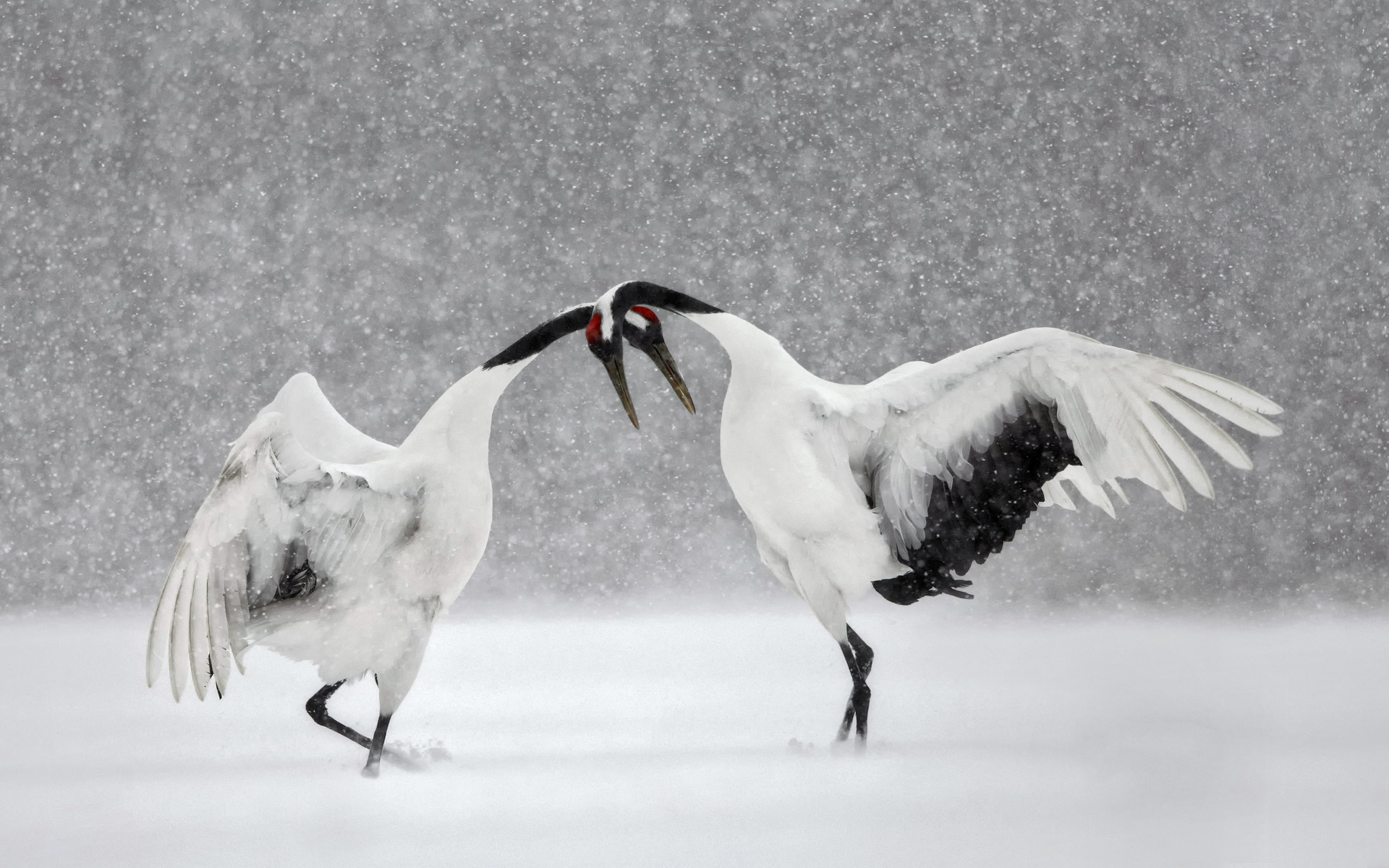 animal, red crowned crane, bird, japanese crane, snowfall, winter, birds
