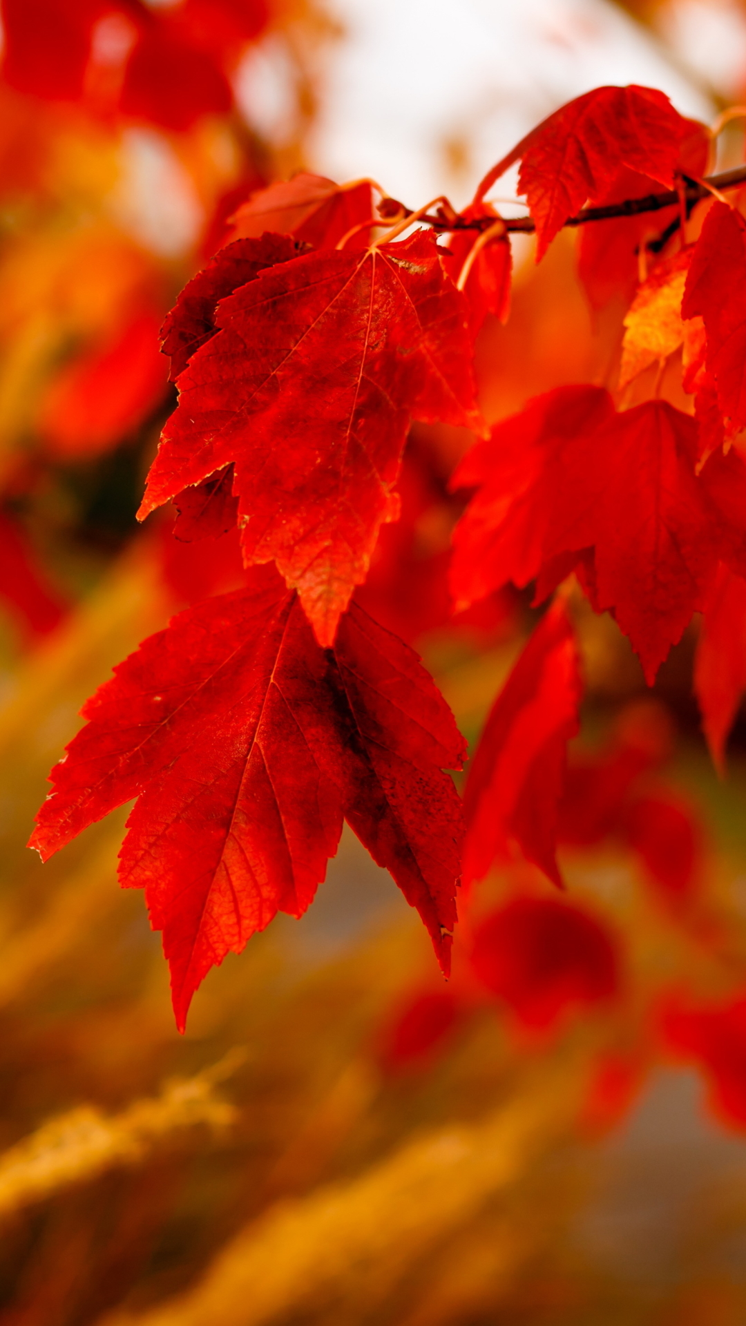 無料モバイル壁紙自然, 秋, 葉, ブランチ, 地球, ぼかしをダウンロードします。