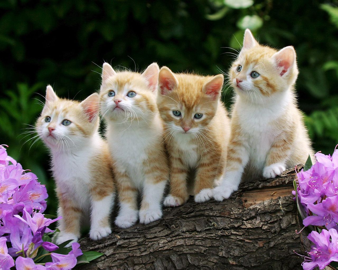 Download mobile wallpaper Fluffy, Animals, Beautiful, Flowers, Kittens for free.