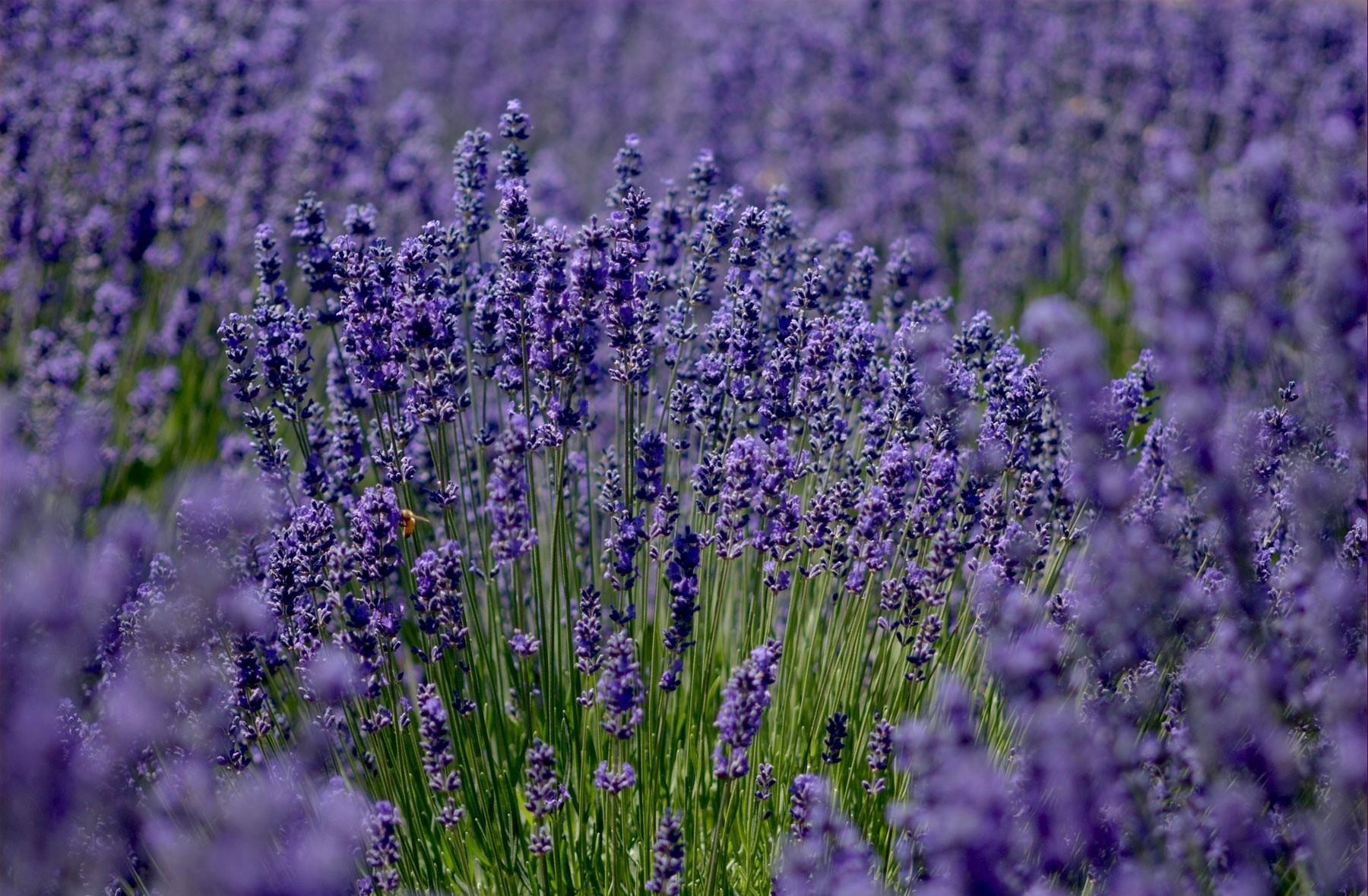 lavender, flowers, field, sharpness