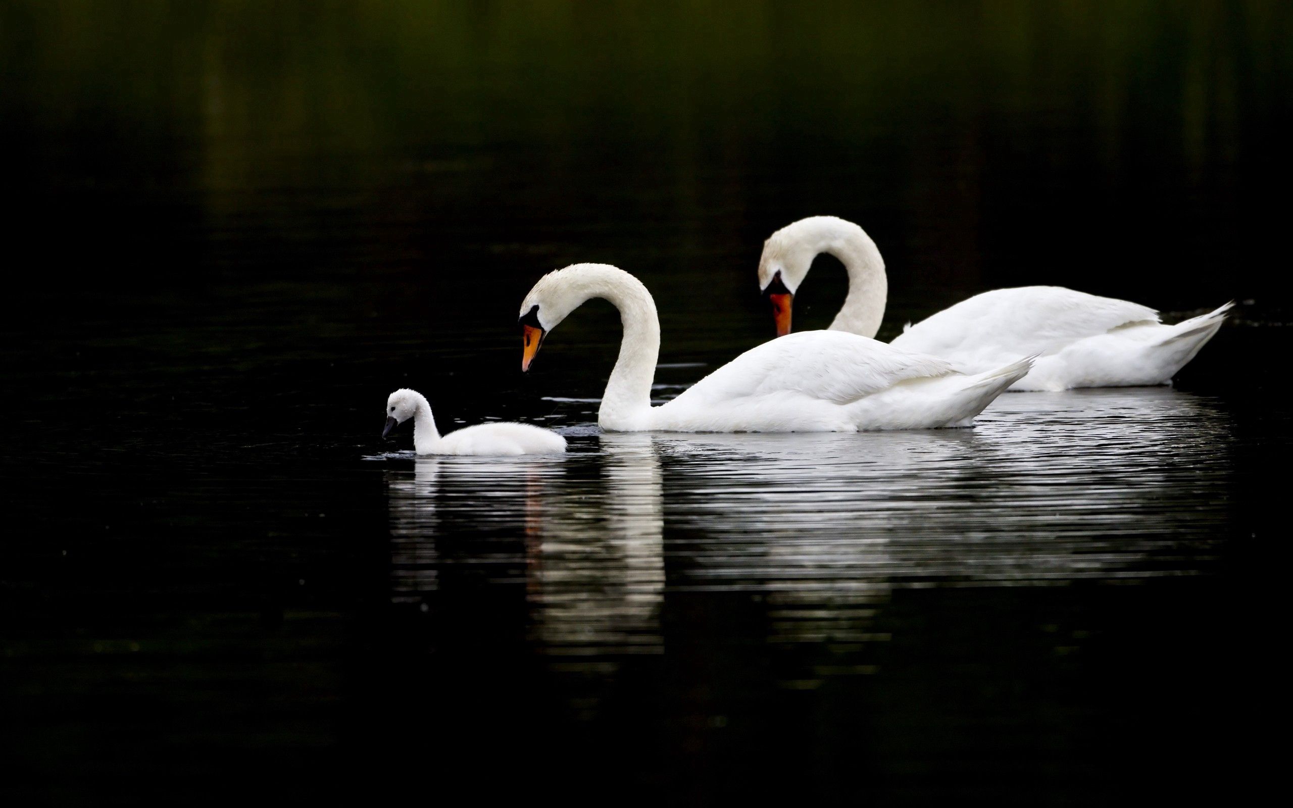 106888 baixar papel de parede animais, água, swans, reflexão, nadar - protetores de tela e imagens gratuitamente