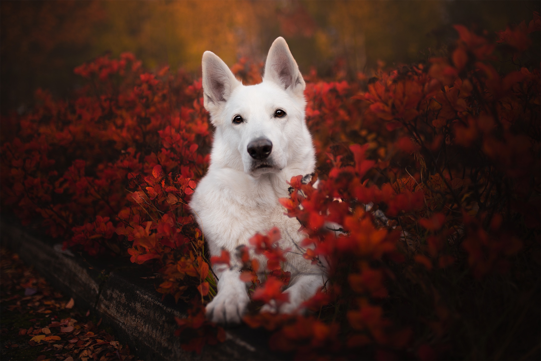 PCデスクトップに動物, 犬, ベルジェ ブラン スイス画像を無料でダウンロード