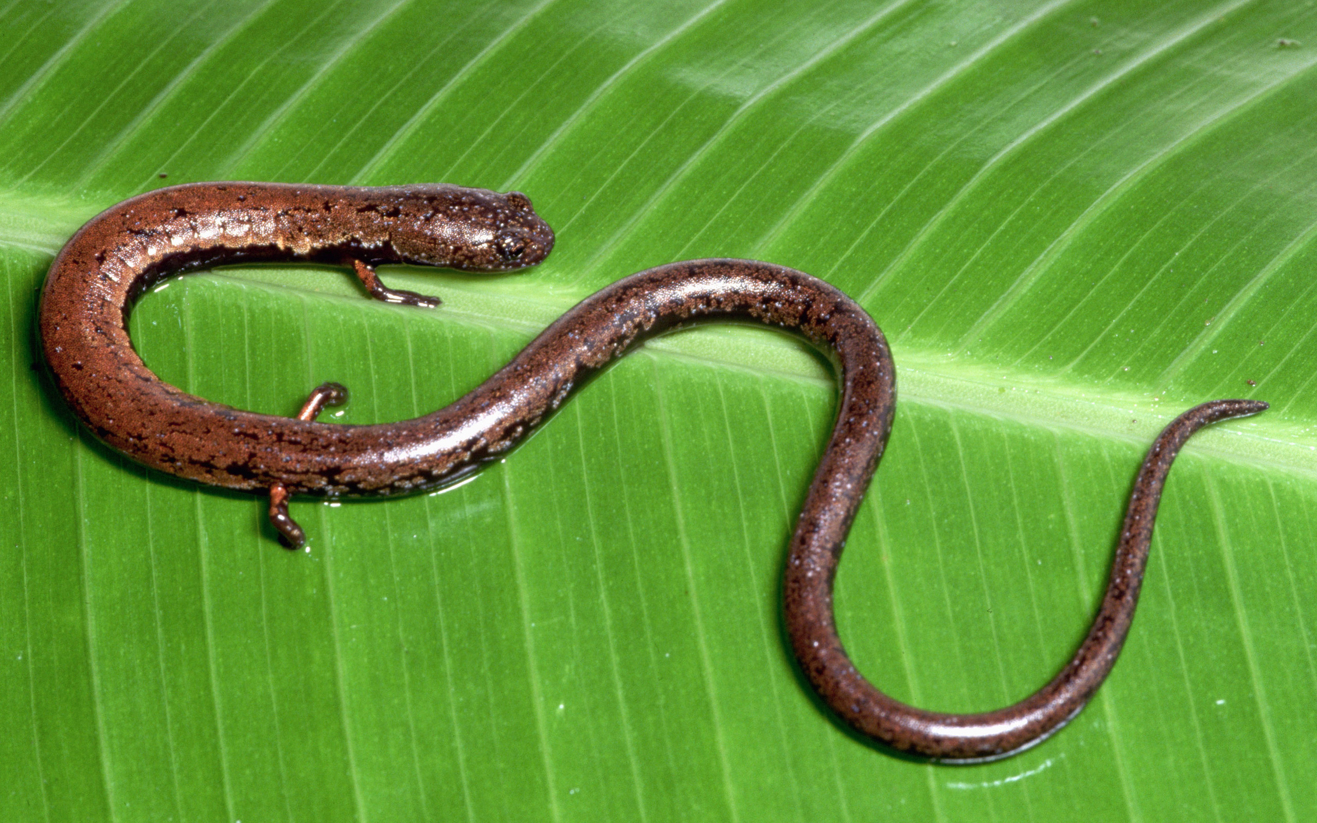 animal, salamander