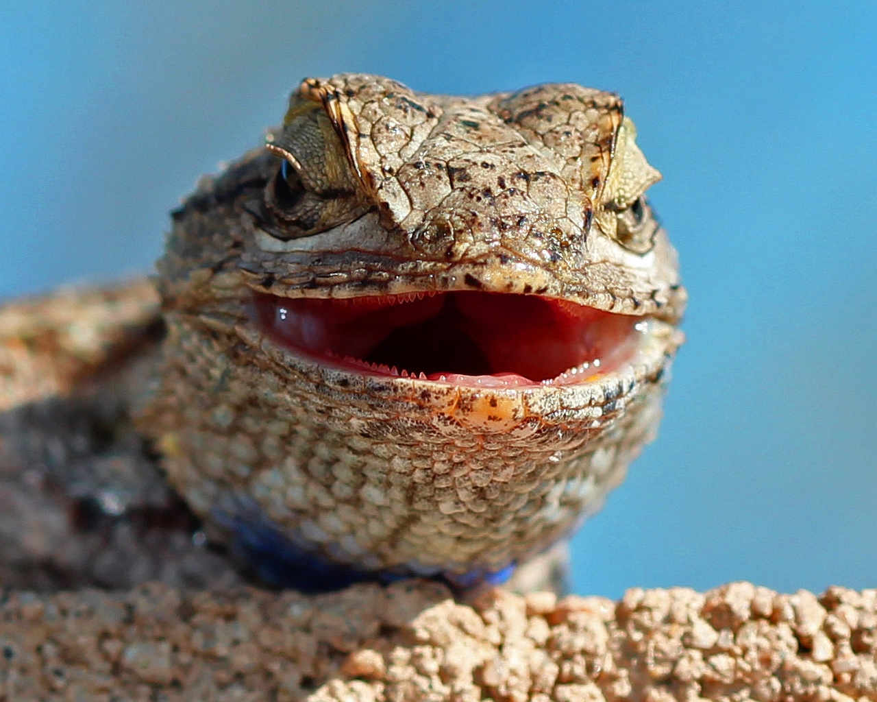 Baixar papel de parede para celular de Animais, Lagarto gratuito.