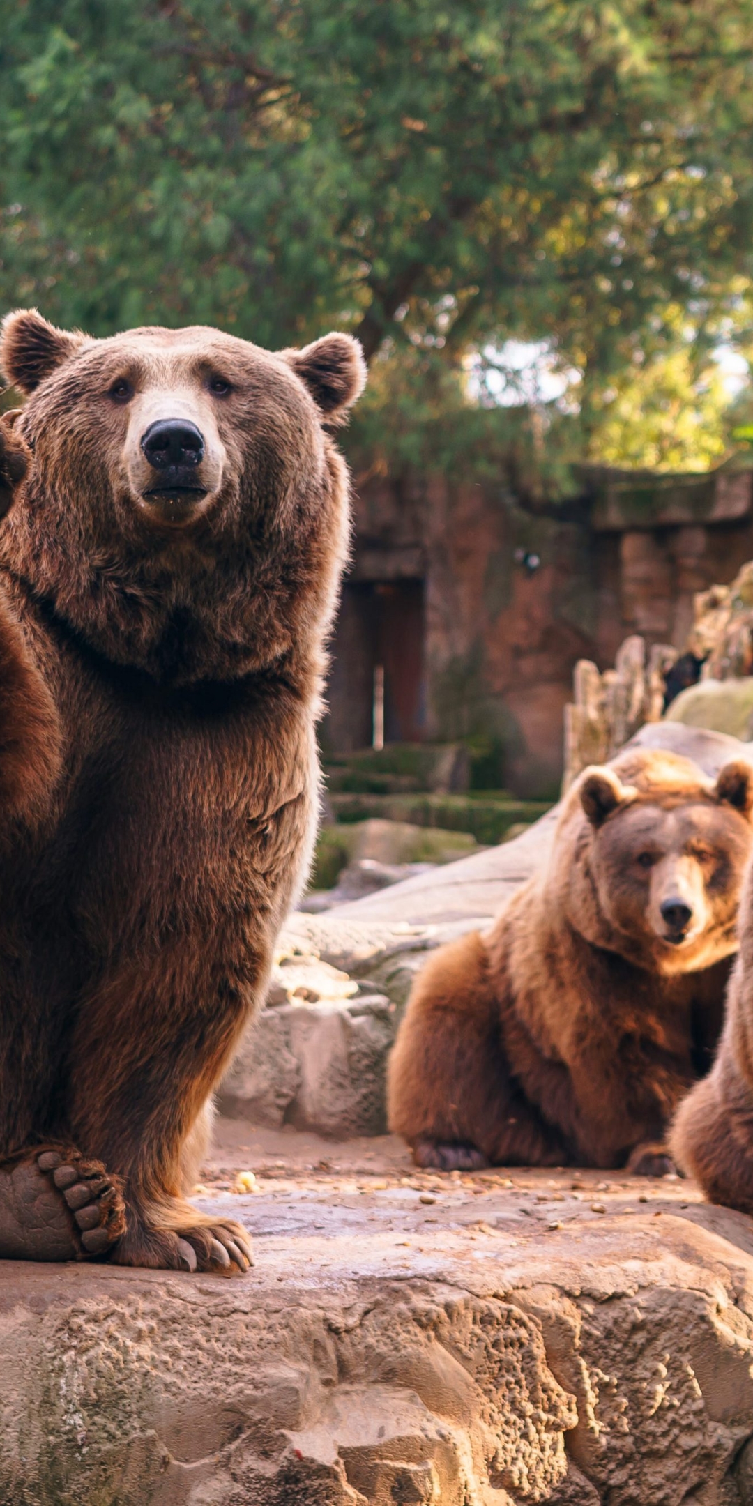 Download mobile wallpaper Bears, Bear, Animal, Zoo for free.