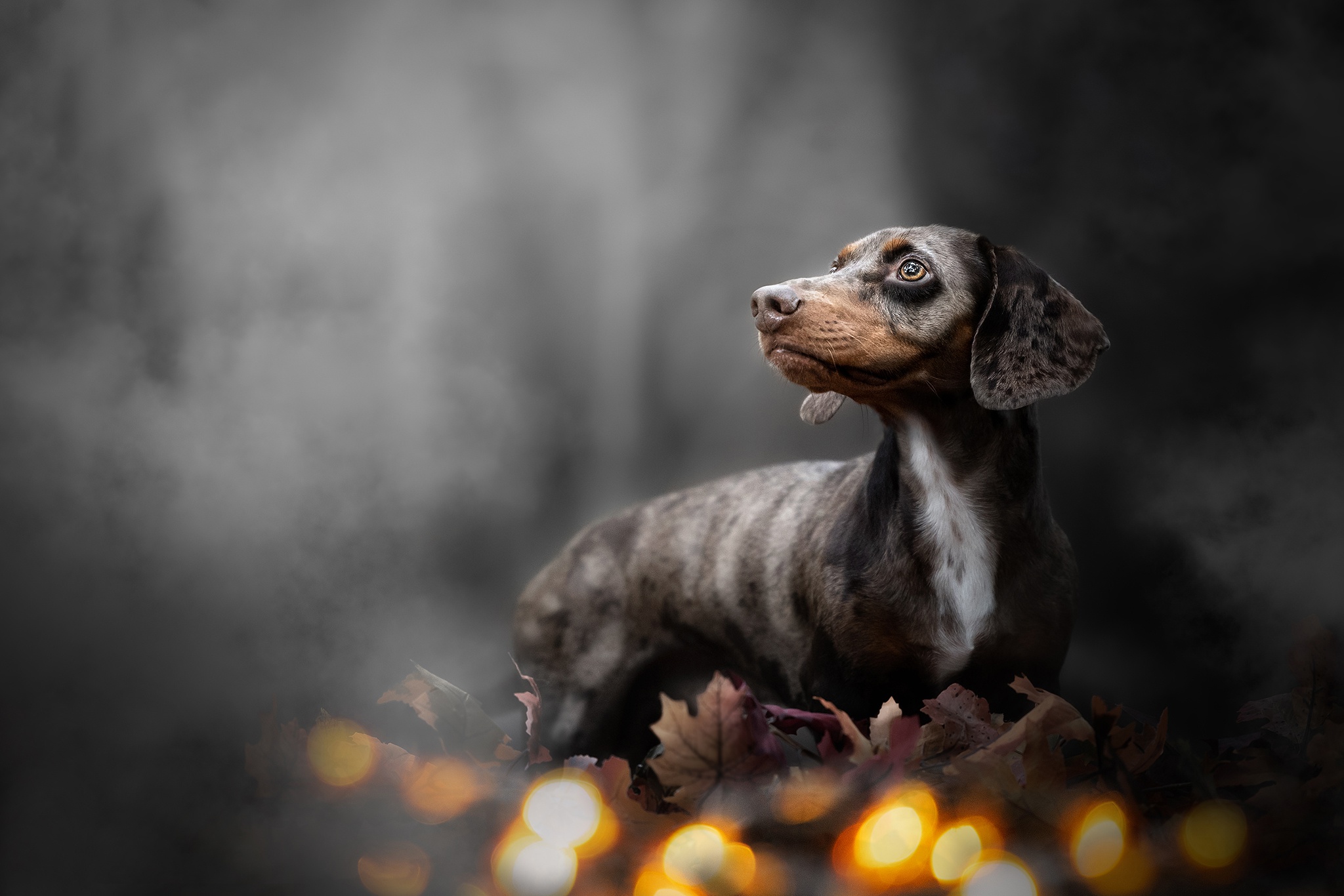 Download mobile wallpaper Dogs, Animal, Dachshund for free.