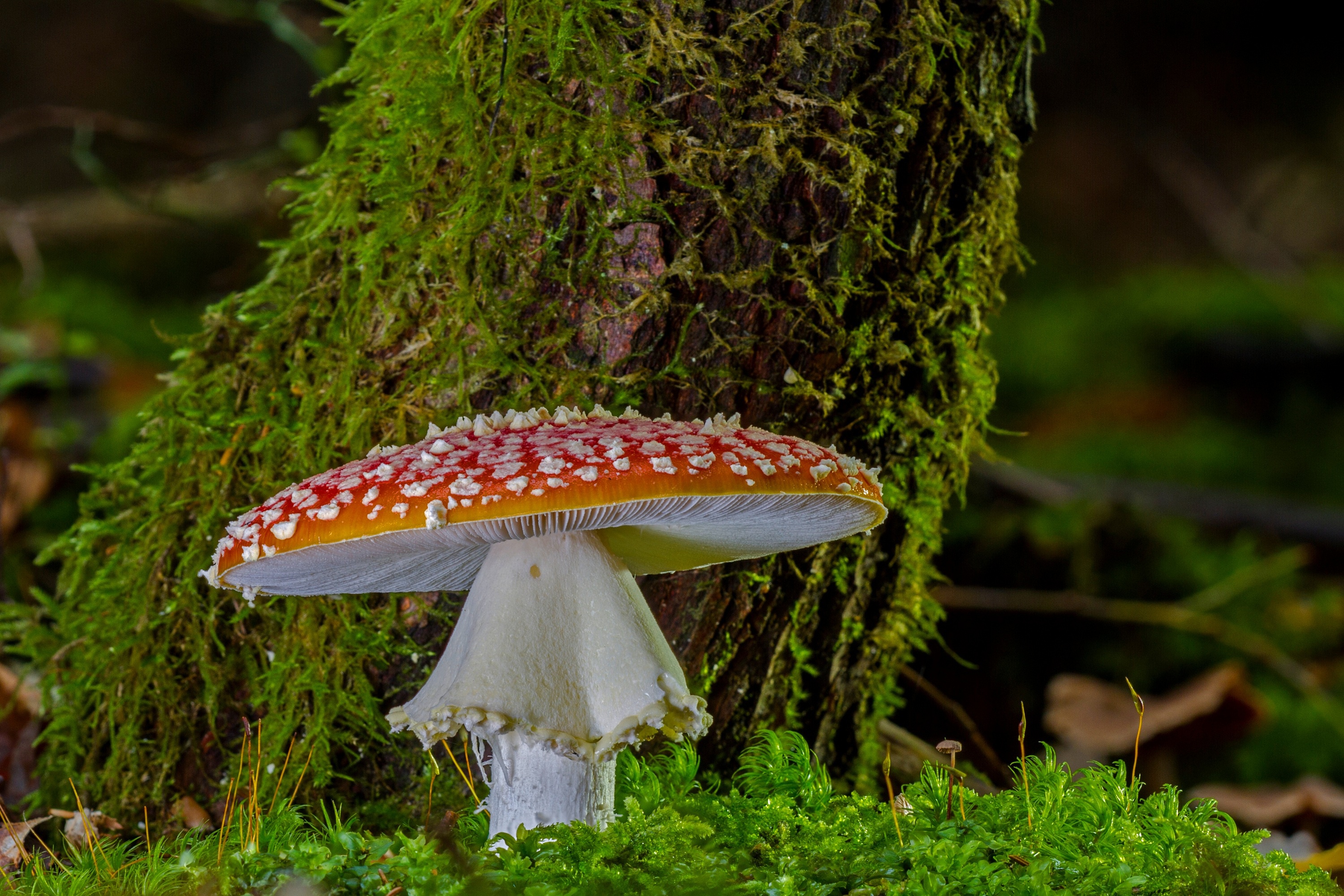 Téléchargez gratuitement l'image Macro, Champignon, Mousse, La Nature, Terre/nature sur le bureau de votre PC