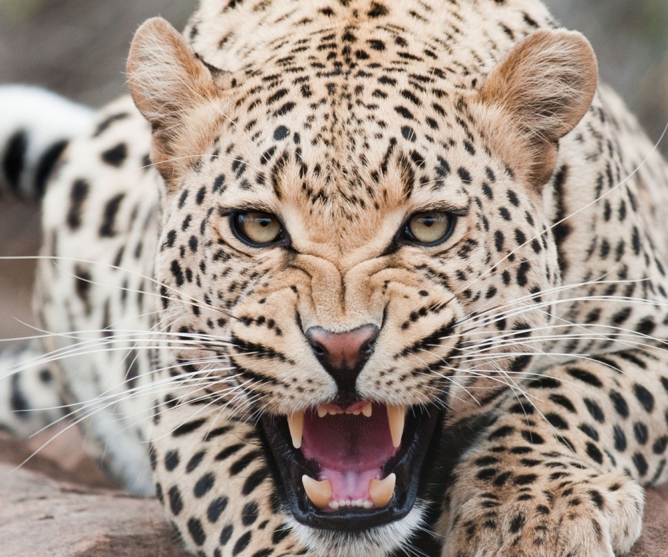 Download mobile wallpaper Cats, Leopard, Animal for free.