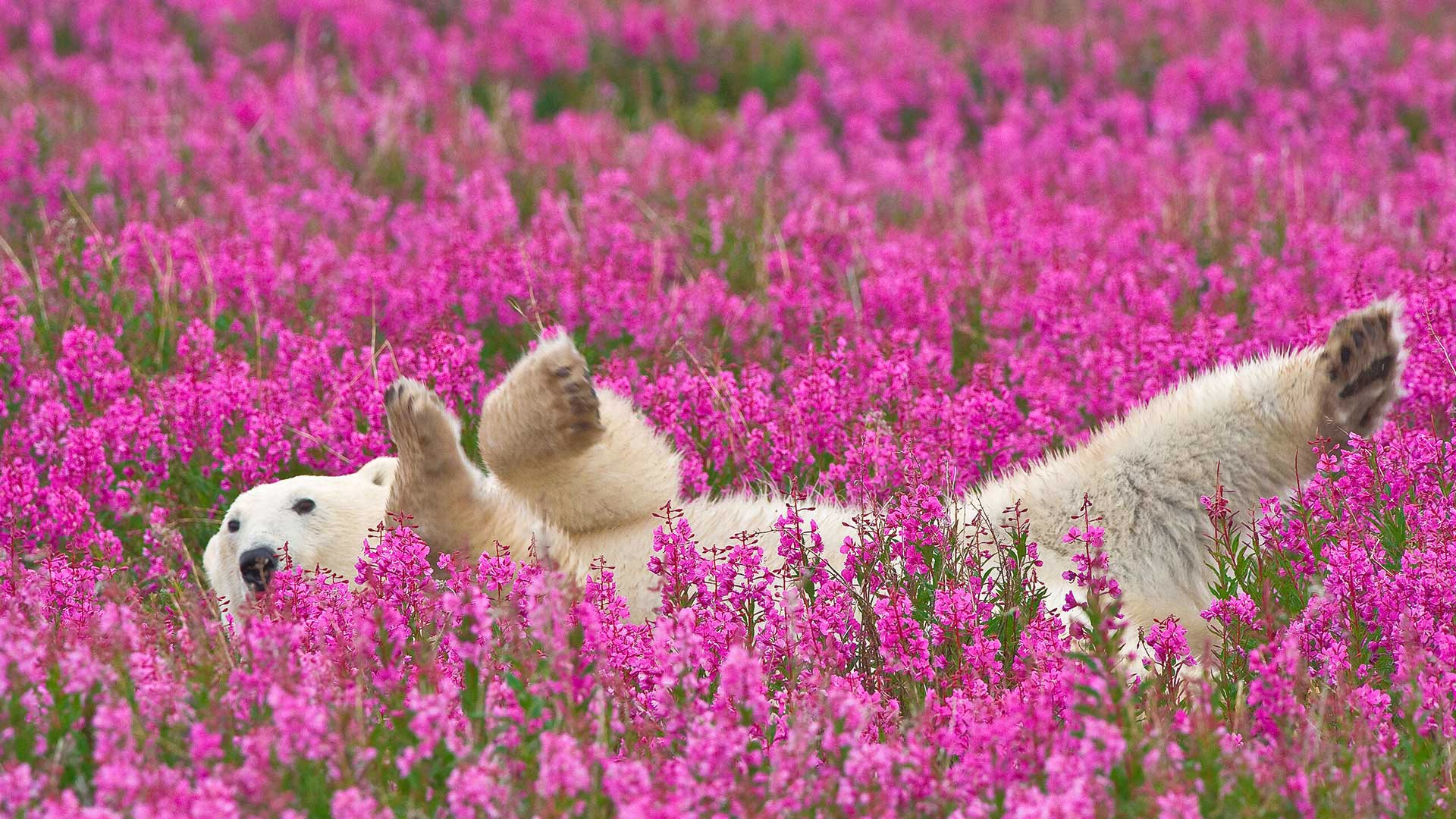 Free download wallpaper Flower, Animal, Polar Bear, Pink Flower on your PC desktop