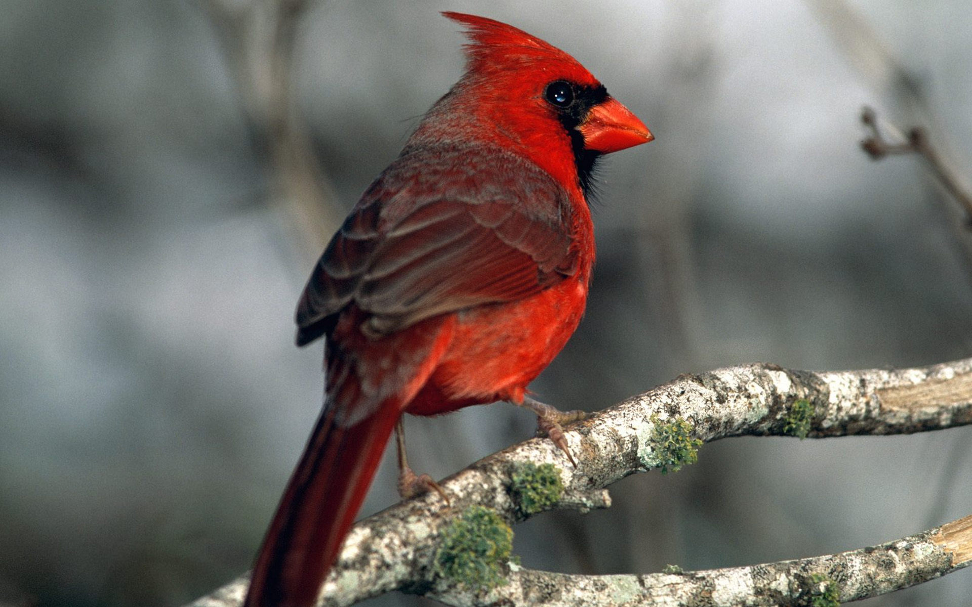 Free download wallpaper Animal, Cardinal on your PC desktop