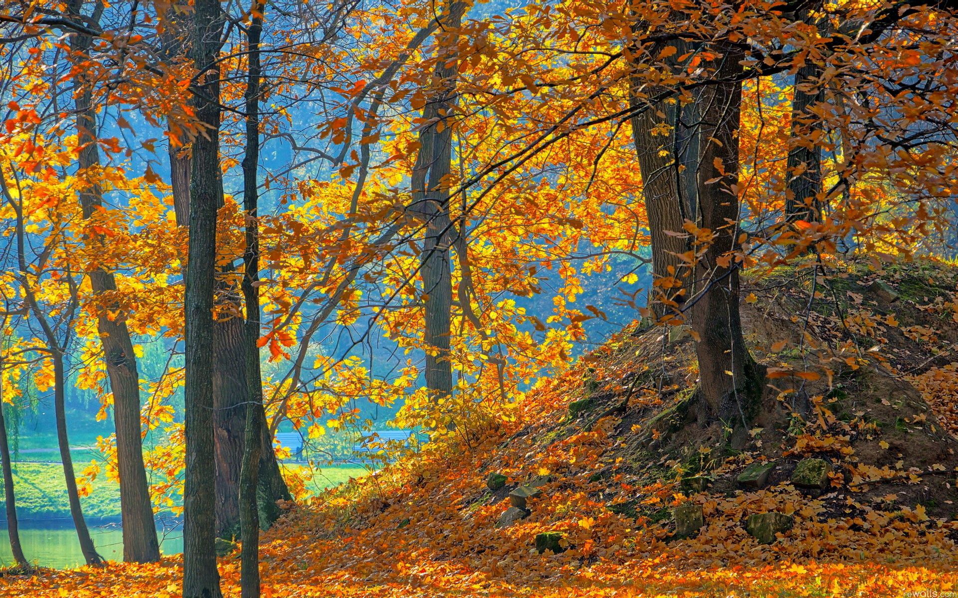 Скачать обои бесплатно Деревья, Природа, Лес, Голубой, Оранжевый, Листья, Осень, Фон картинка на рабочий стол ПК