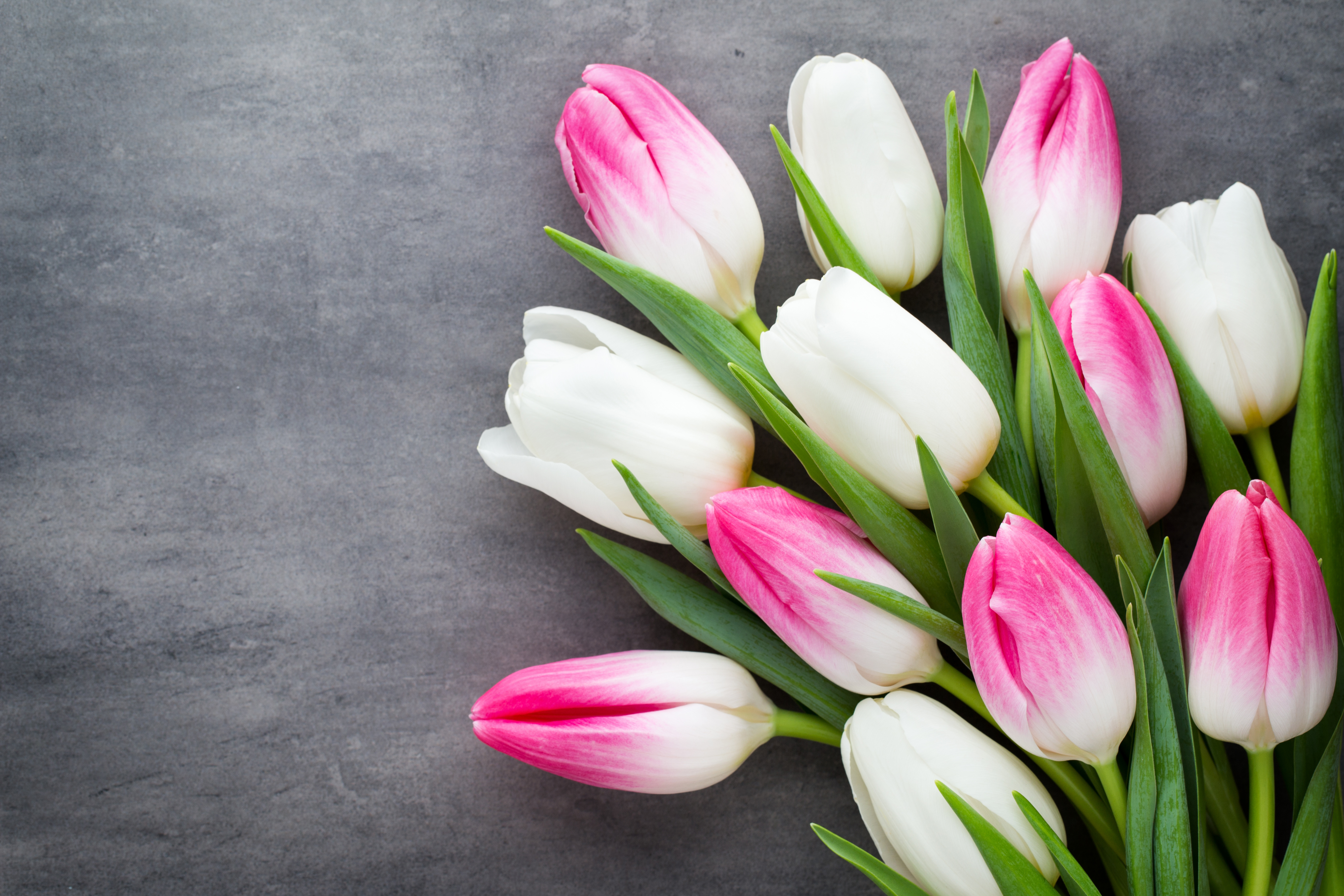 Download mobile wallpaper Flower, Tulip, White Flower, Man Made, Pink Flower for free.