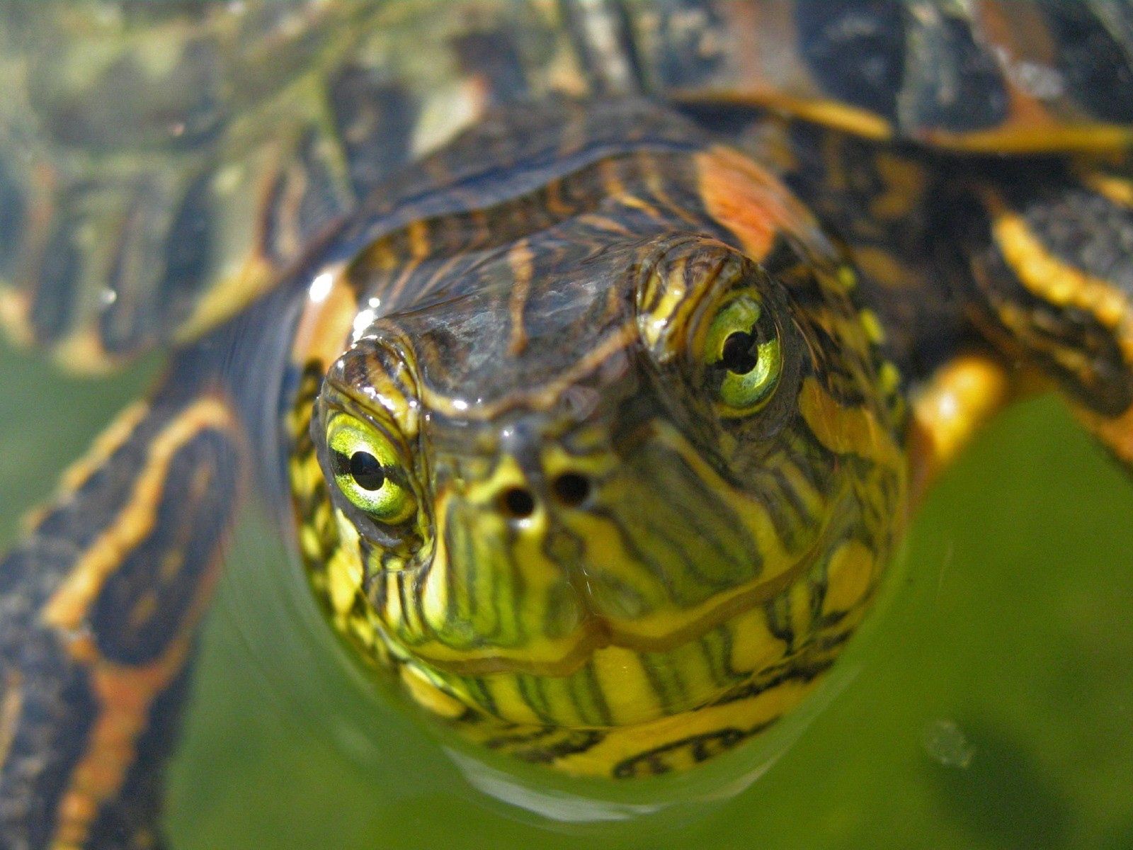 Laden Sie das Wasser, Schnauze, Augen, Tiere, Schildkröte-Bild kostenlos auf Ihren PC-Desktop herunter