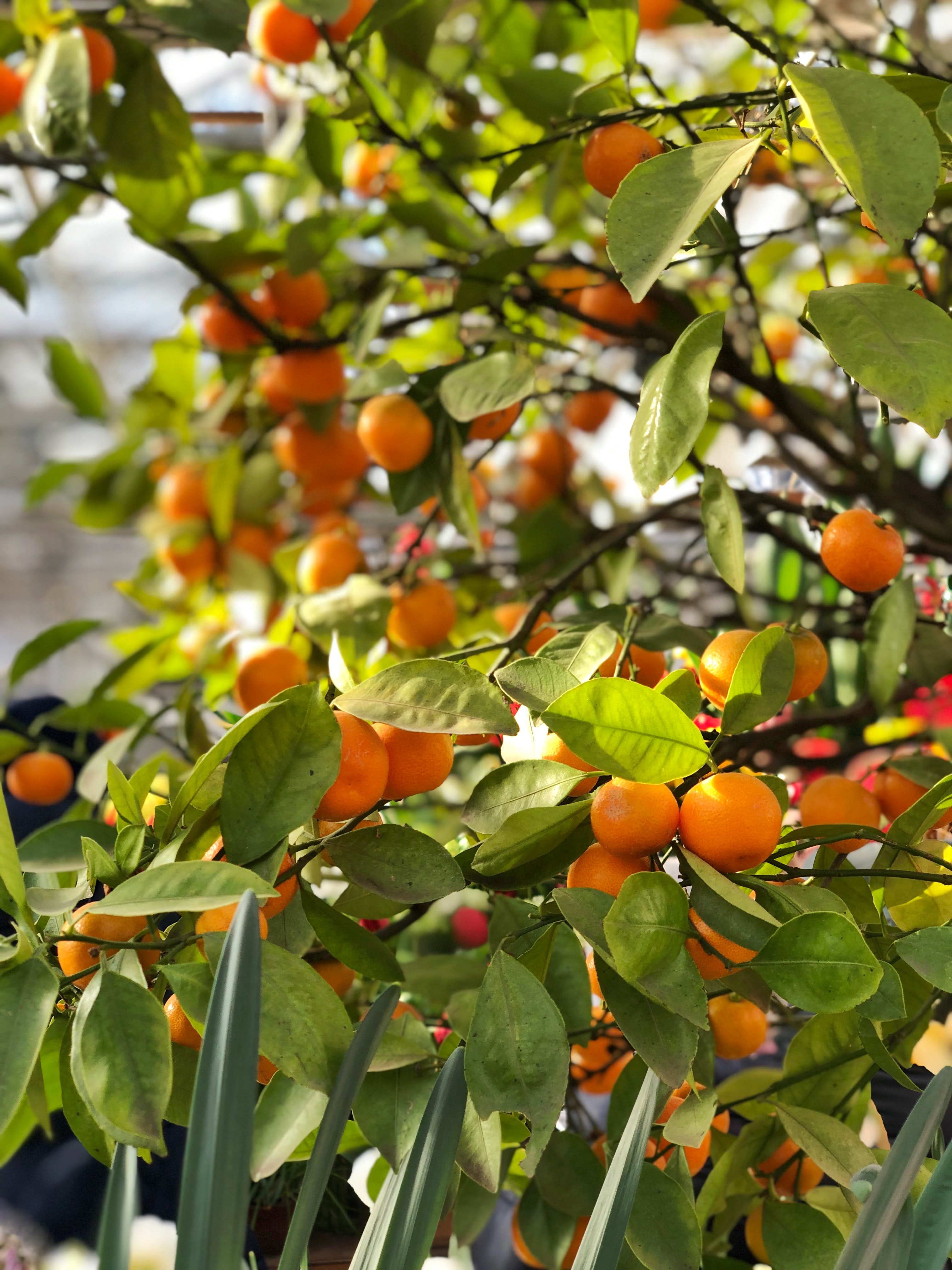 food, fruits, leaves, tangerines, macro, wood, tree, branches