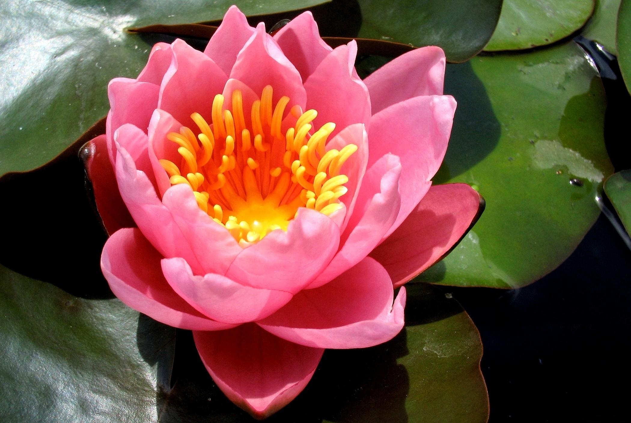 Free download wallpaper Flowers, Water, Pond, Leaves, Pink, Close Up, Water Lily on your PC desktop