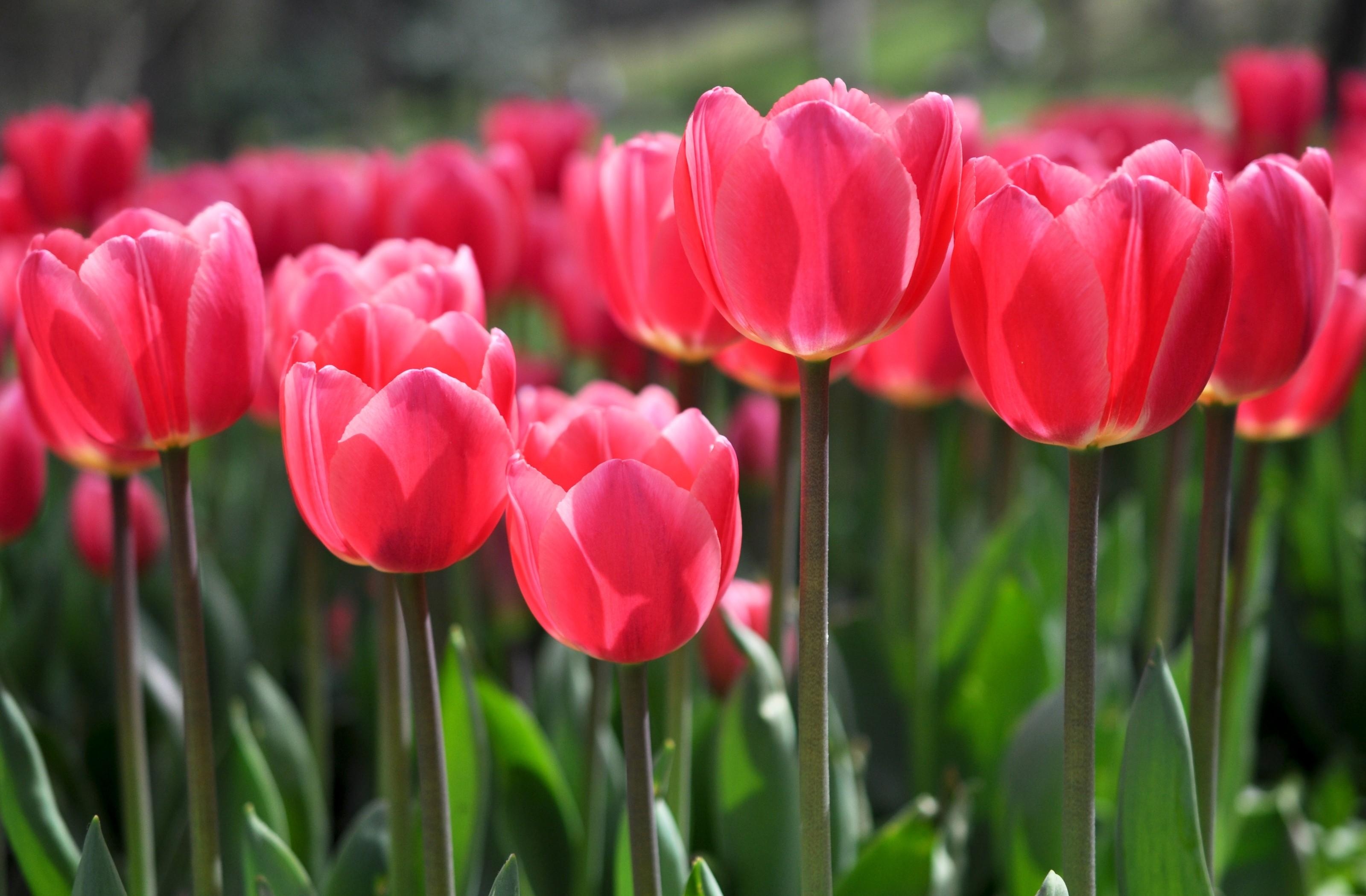 tulips, flowers, blur, smooth, flower bed, flowerbed