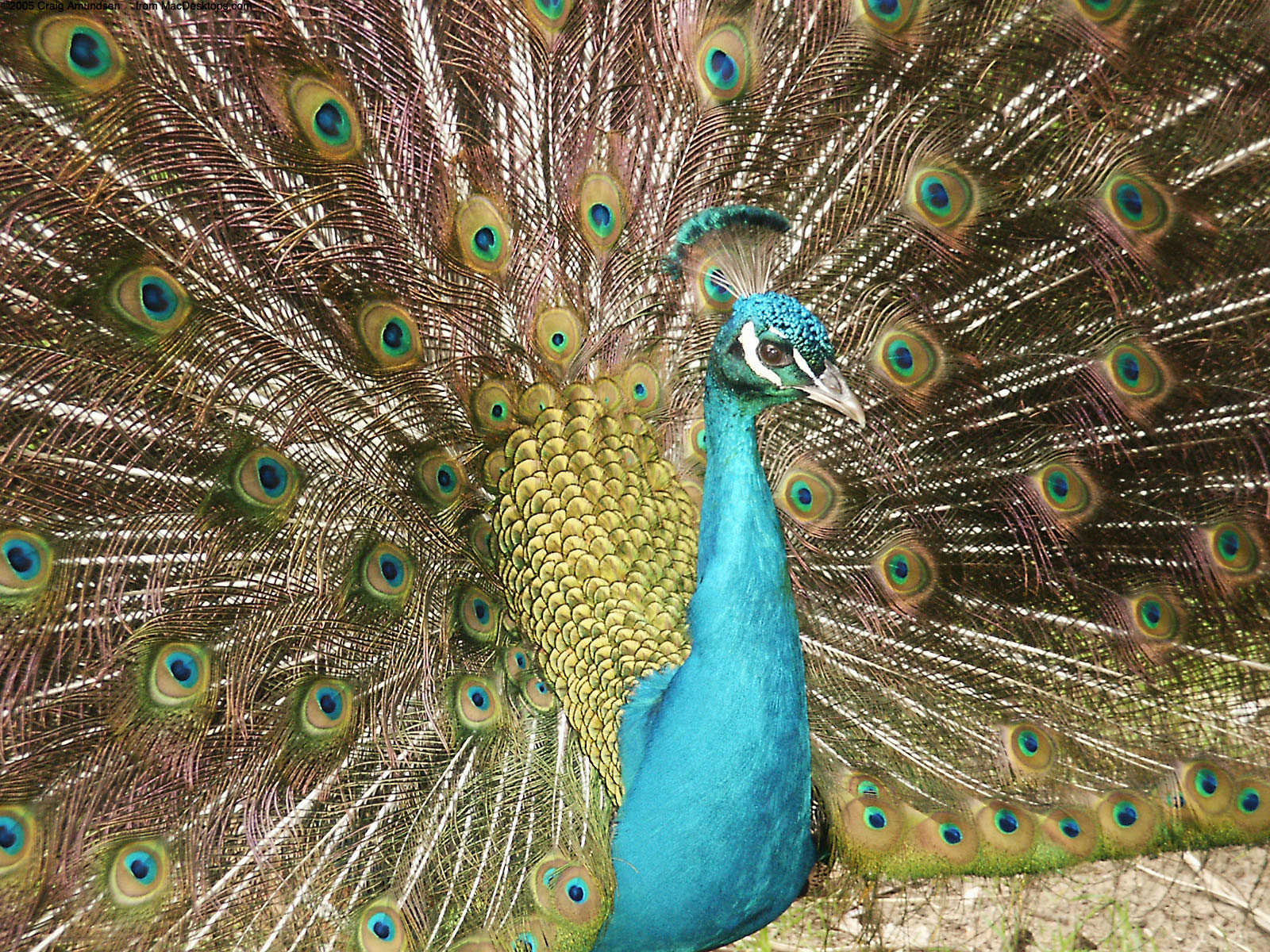 Download mobile wallpaper Peacock, Birds, Animal for free.