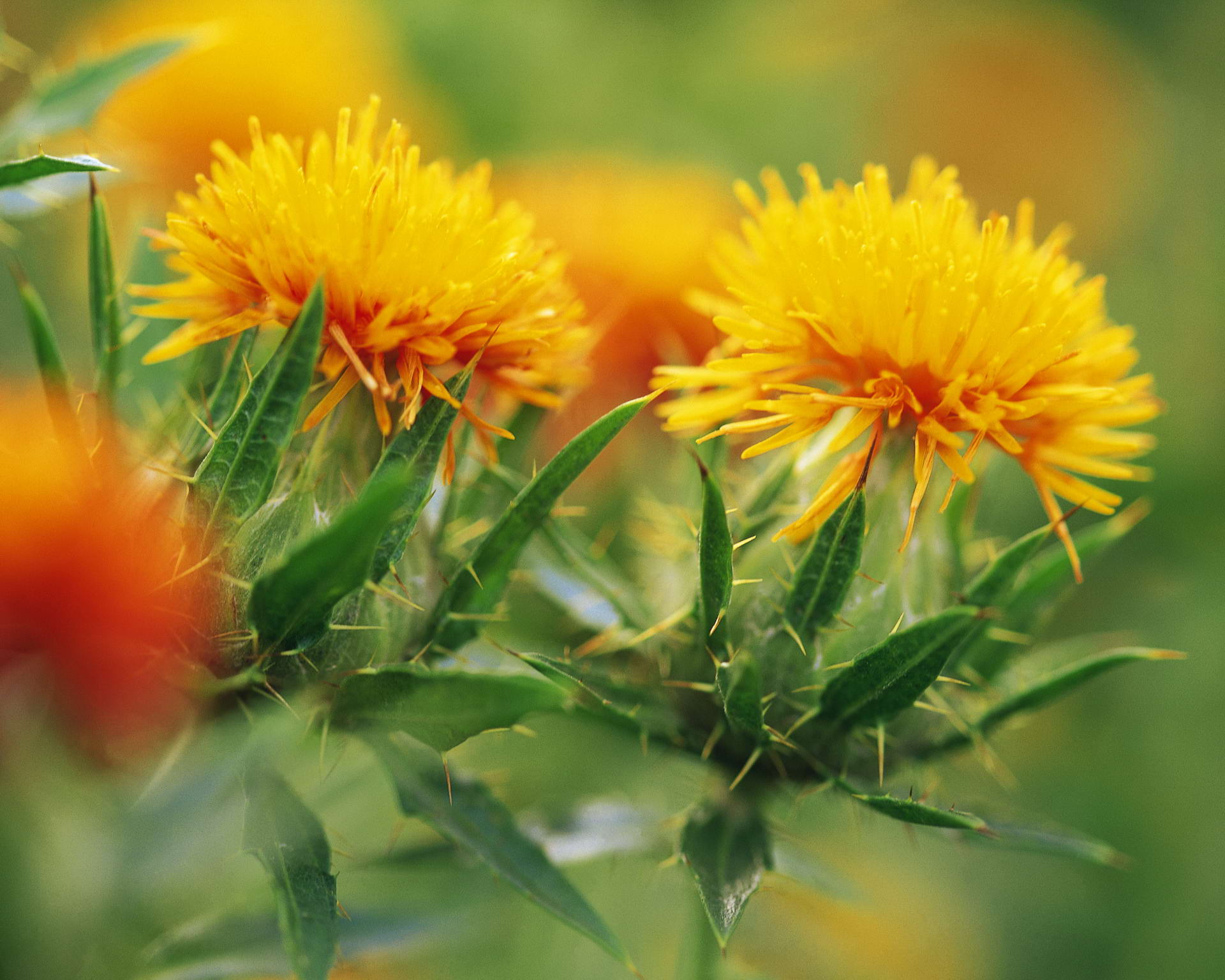 Laden Sie das Blumen, Blume, Erde/natur-Bild kostenlos auf Ihren PC-Desktop herunter